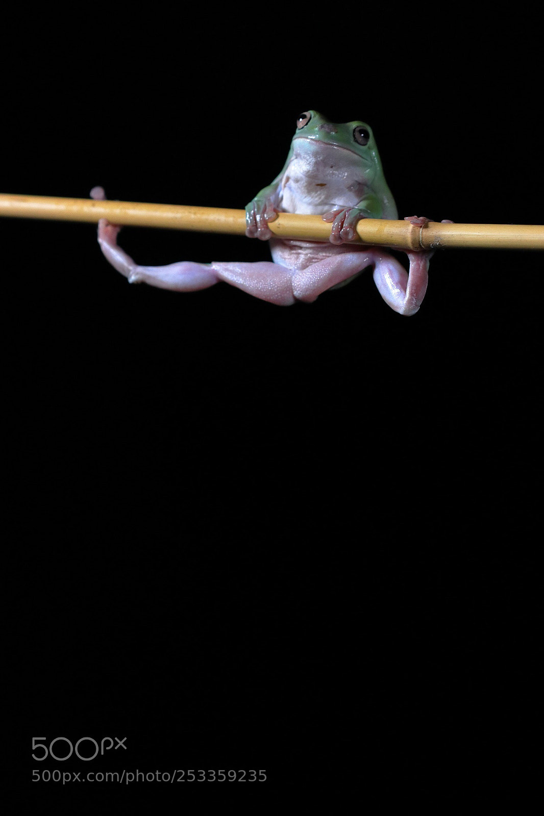 Canon EOS 800D (EOS Rebel T7i / EOS Kiss X9i) sample photo. Frog photography