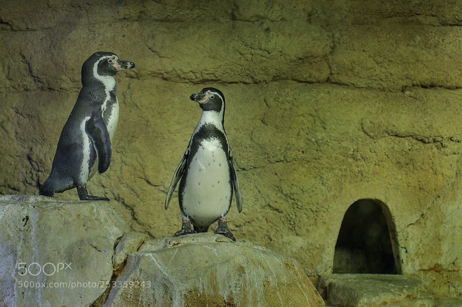 Canon EOS 60D sample photo. Penguins photography