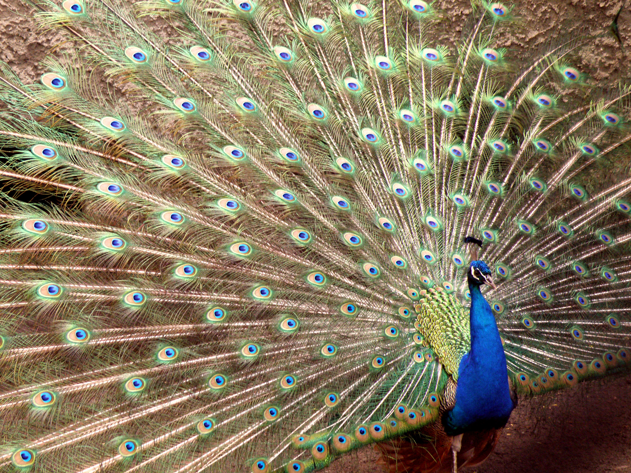 Olympus SP570UZ sample photo. Peafowl photography
