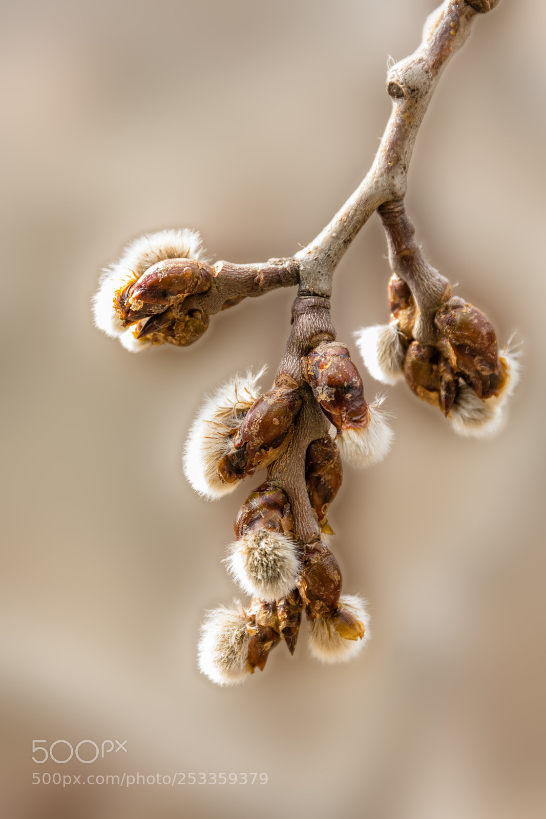 Nikon D7200 sample photo. Thaw, the buds began photography