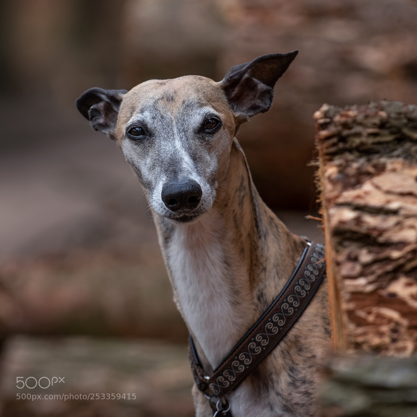 Canon EOS 7D Mark II sample photo. Dogportrait  photography