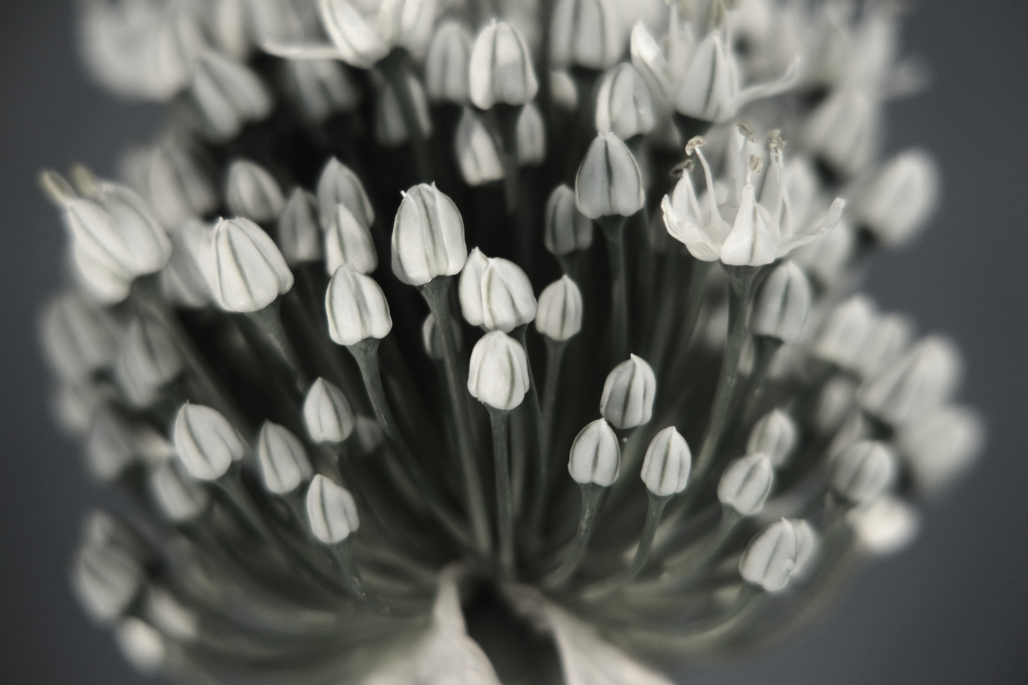 Canon EOS 700D (EOS Rebel T5i / EOS Kiss X7i) sample photo. Bursting open photography