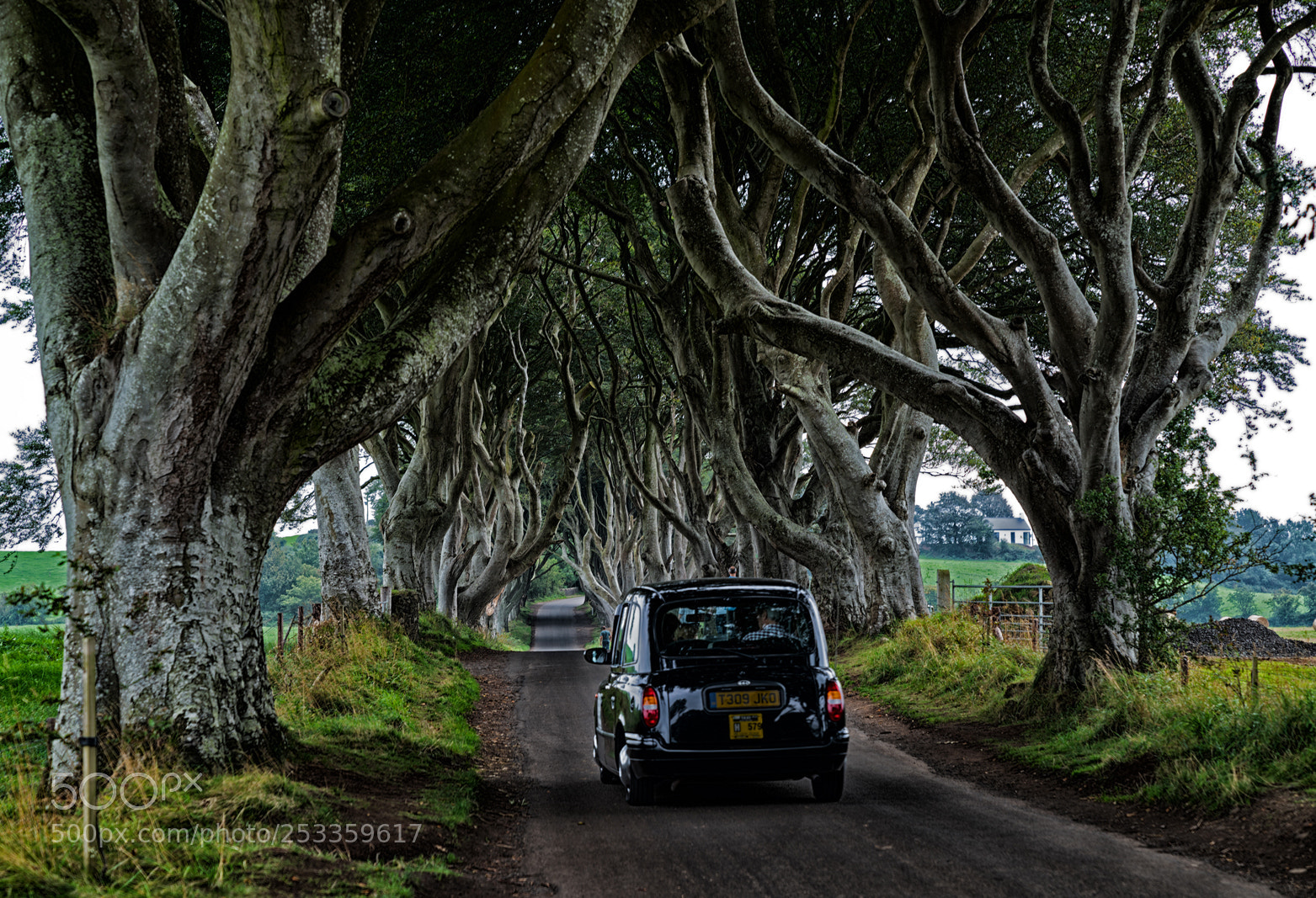 Sony a7R II sample photo. Dark hedges photography