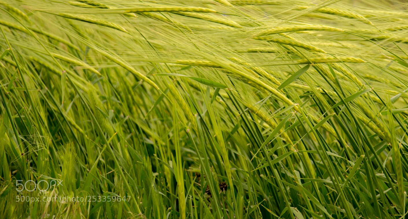 Nikon D7100 sample photo. Grass photography