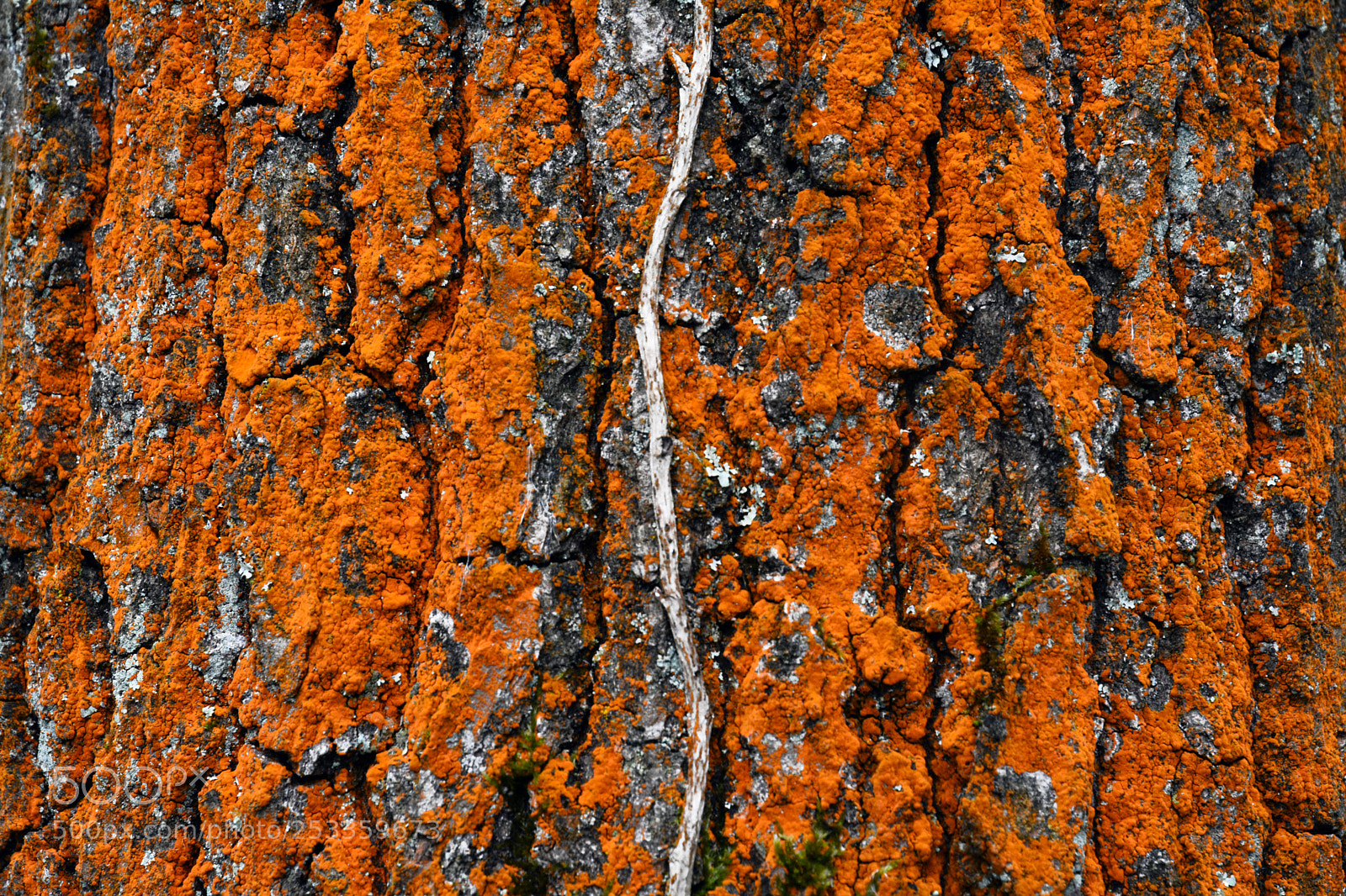 Nikon D7100 sample photo. La ligne blanche photography