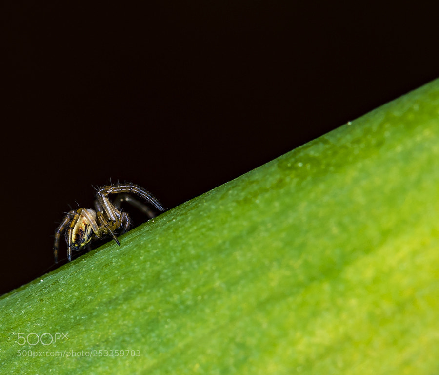 Nikon D7200 sample photo. Aranya oecobius photography