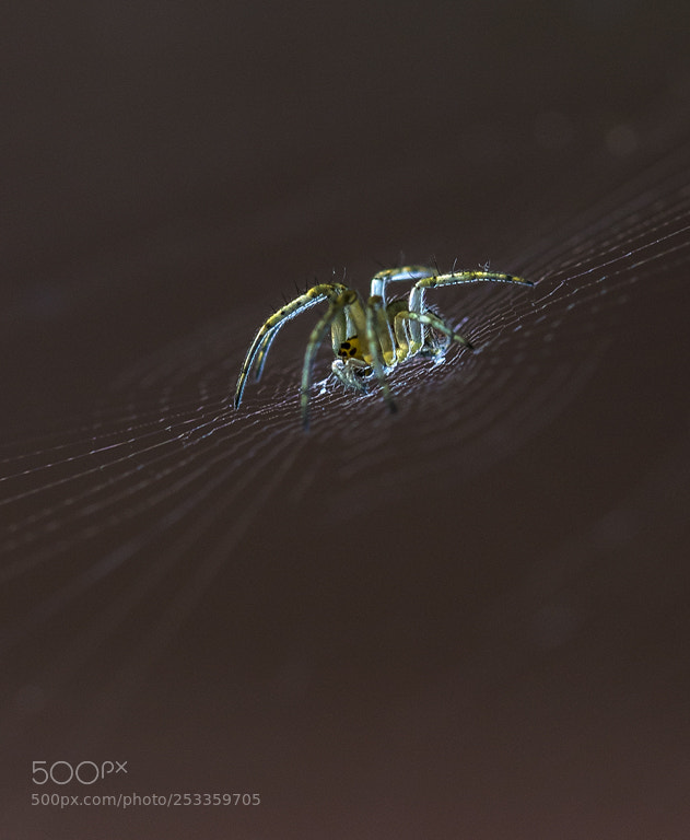 Nikon D7200 sample photo. Aranya oecobius photography