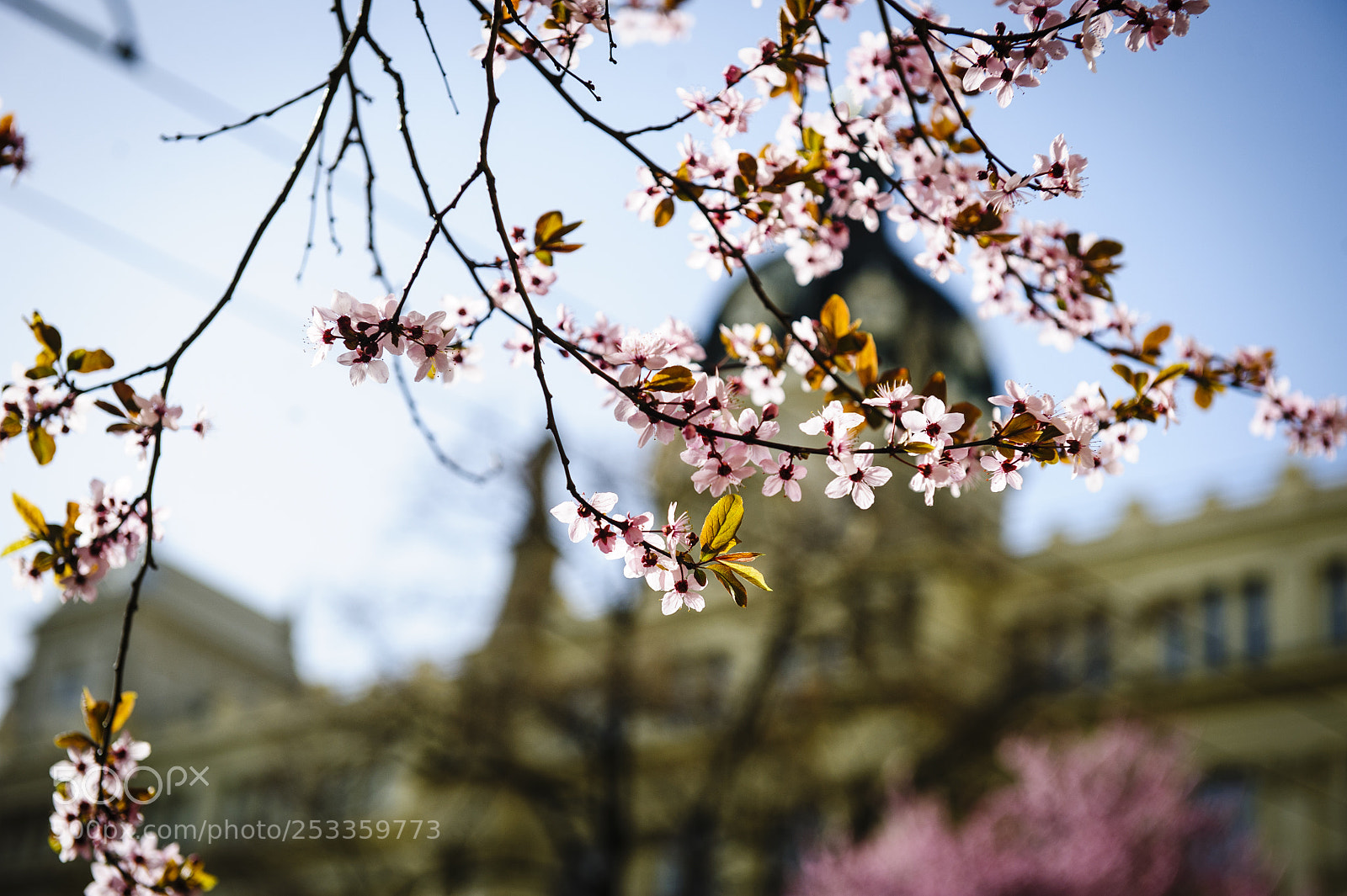 Nikon D700 sample photo. Spring photography