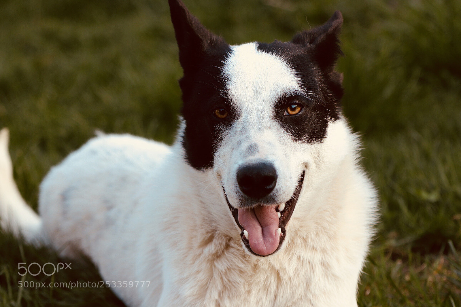 Canon EOS 77D (EOS 9000D / EOS 770D) sample photo. Chester photography