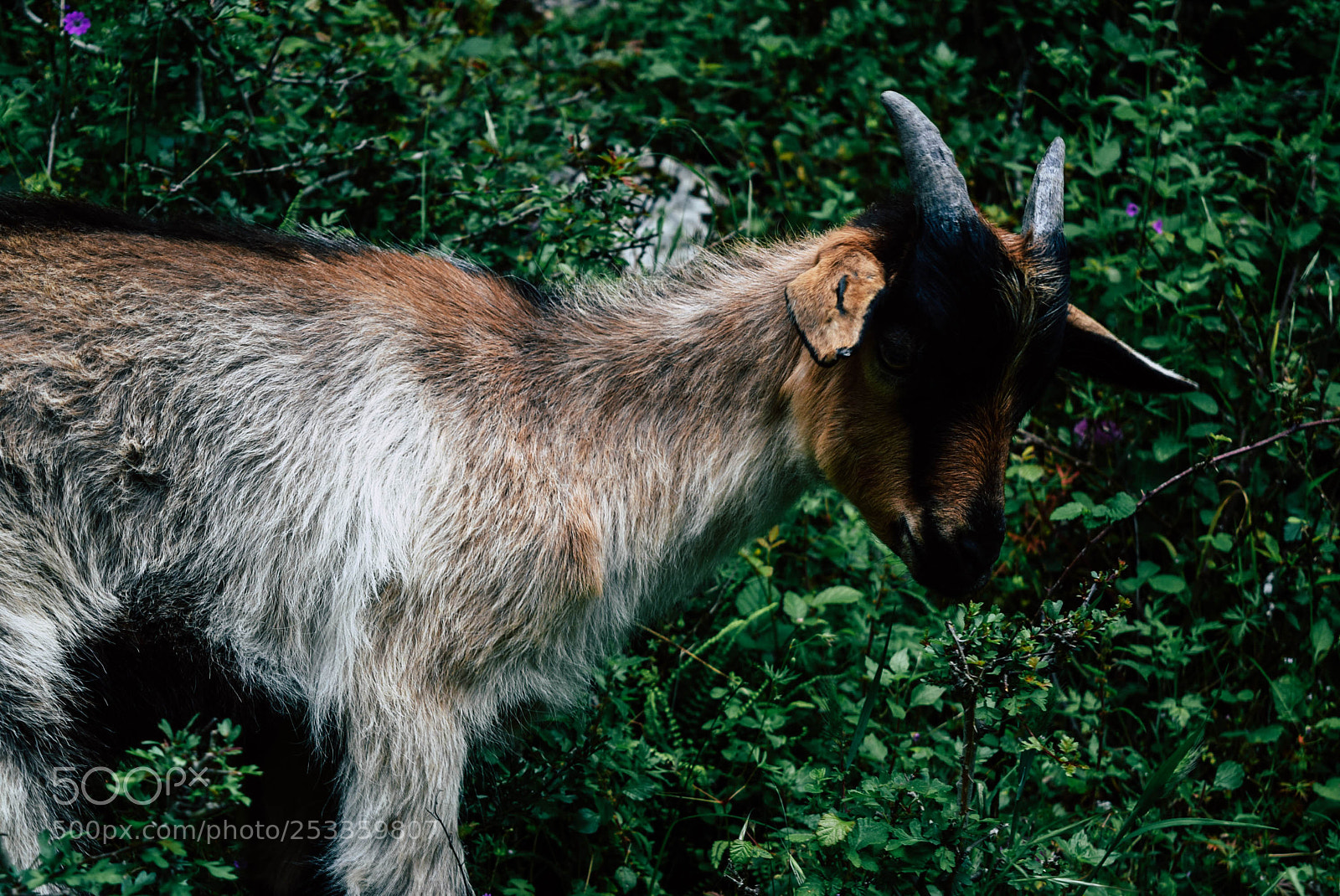 Nikon D5300 sample photo. Wild goat photography