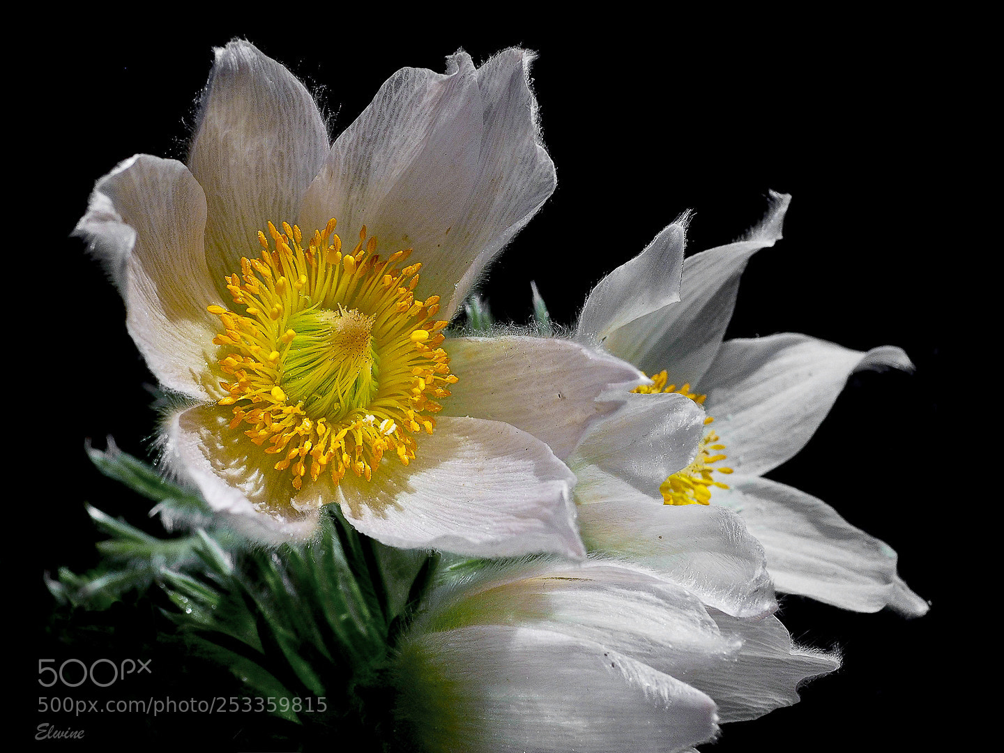 Olympus OM-D E-M1 Mark II sample photo. The white pulsatilla photography