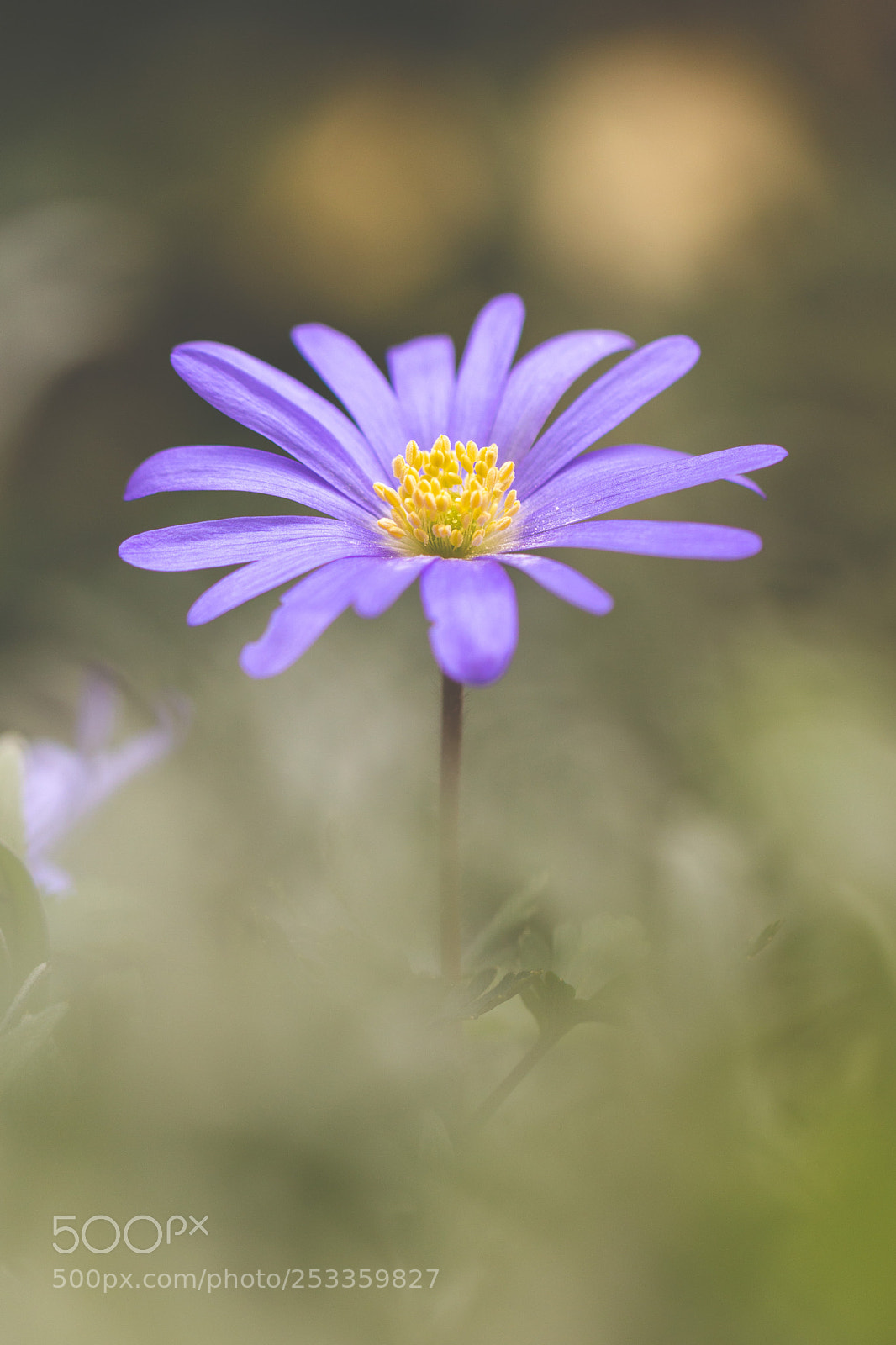 Canon EOS 70D sample photo. Sunny anemone photography
