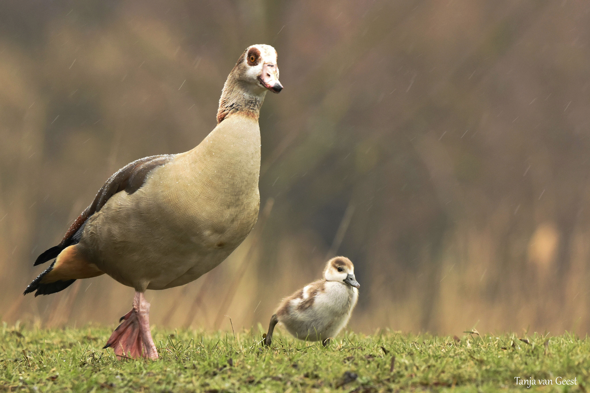 Sigma 150-600mm F5-6.3 DG OS HSM | C sample photo. Walking together photography