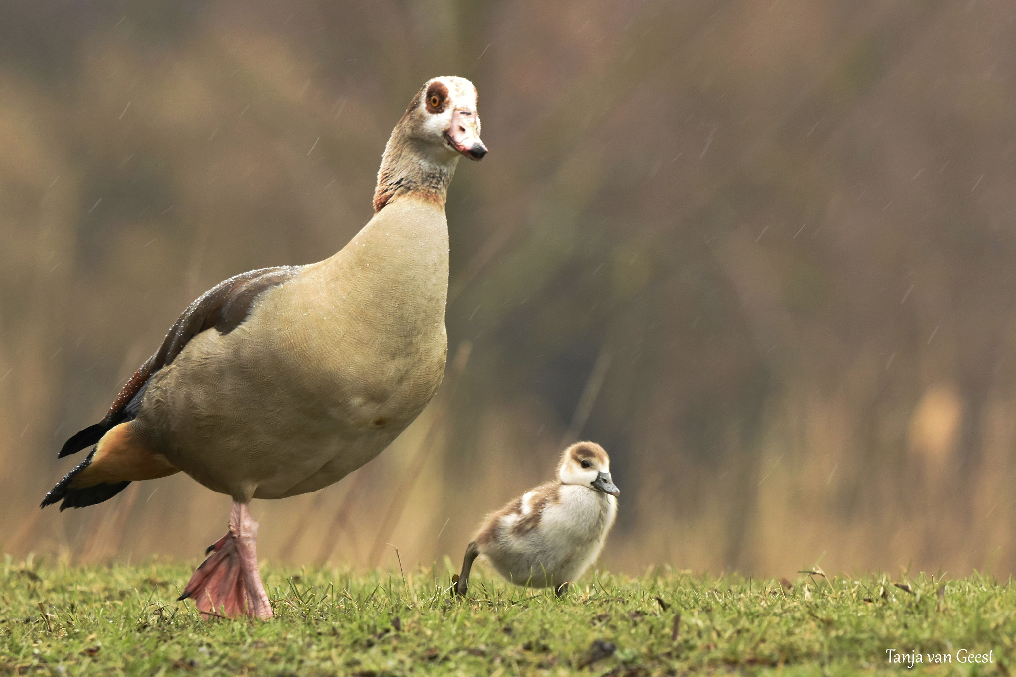 Nikon D5500 + Sigma 150-600mm F5-6.3 DG OS HSM | C sample photo. Walking together photography