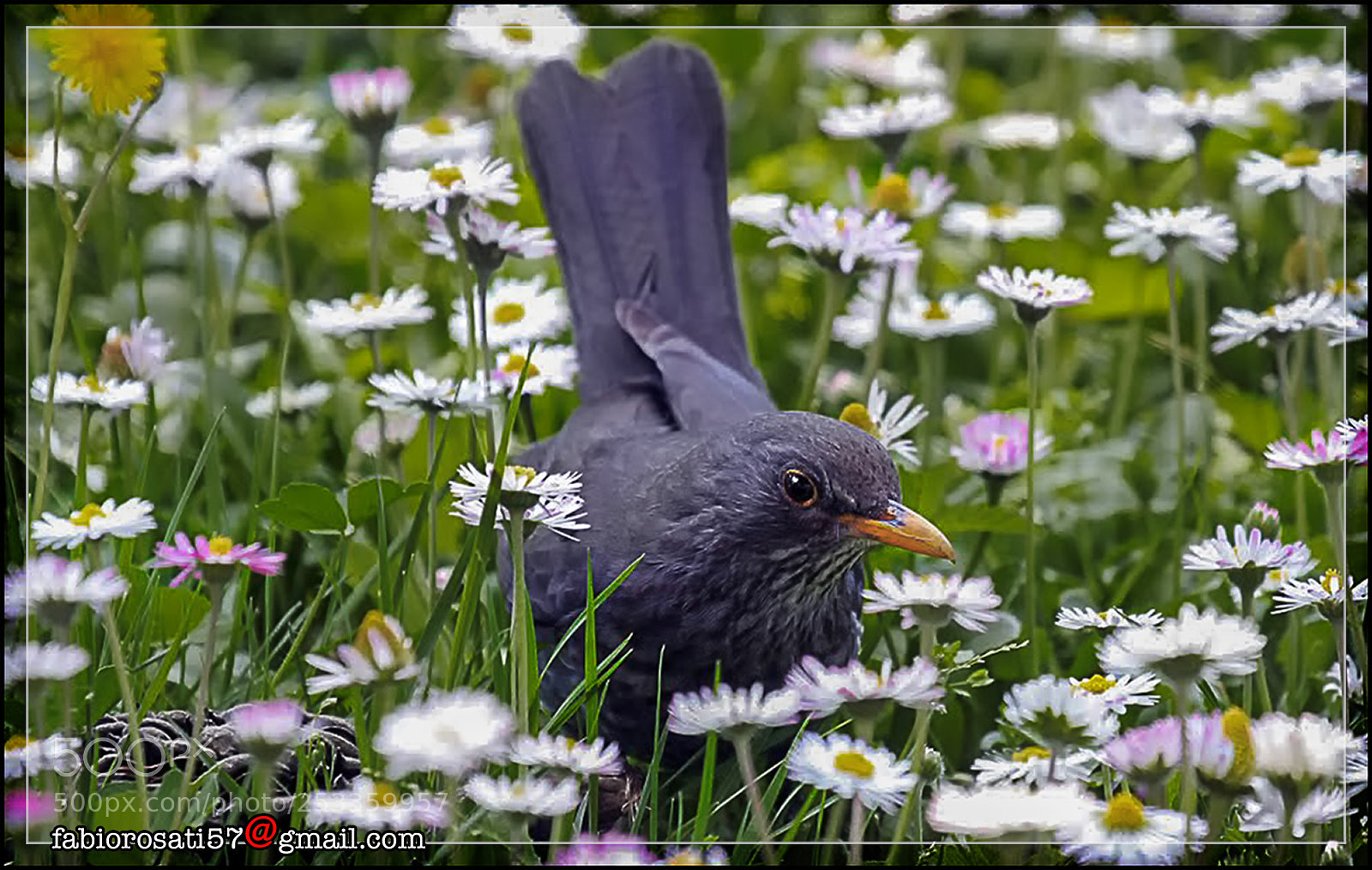 Canon EOS 40D sample photo. If a swallow does photography