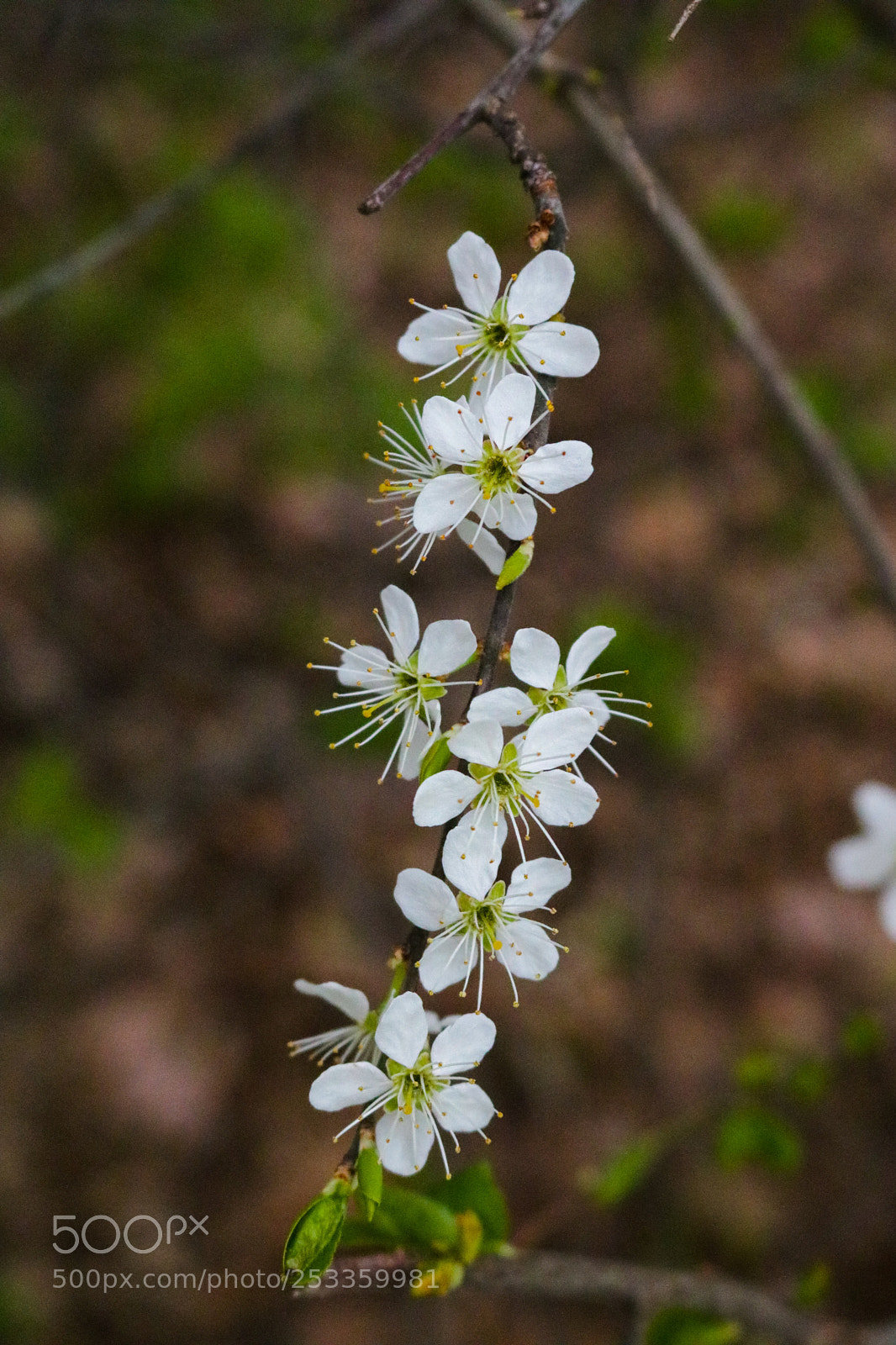 Canon EOS 750D (EOS Rebel T6i / EOS Kiss X8i) sample photo. Flowers photography