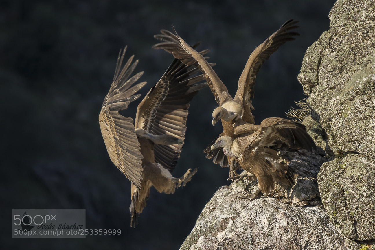 Canon EOS 7D Mark II sample photo. Buitre leonado (gyps fulvus) photography