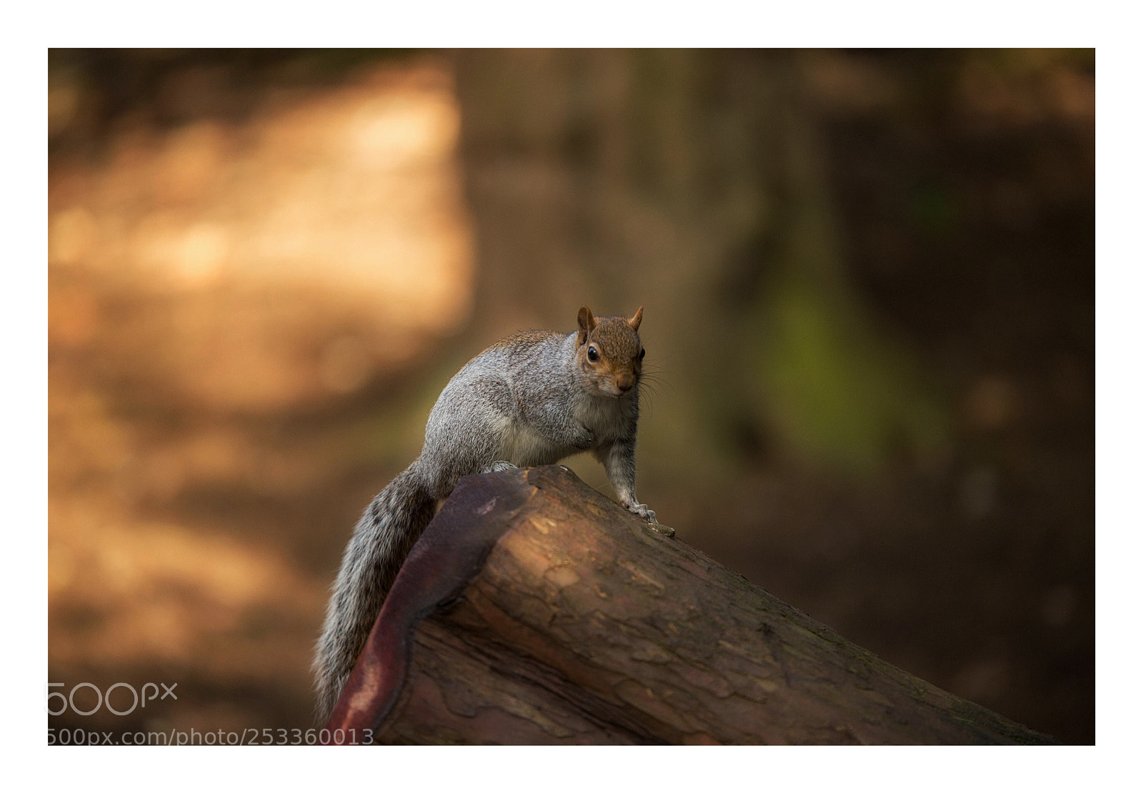 Canon EOS 6D sample photo. Grey squirrel photography