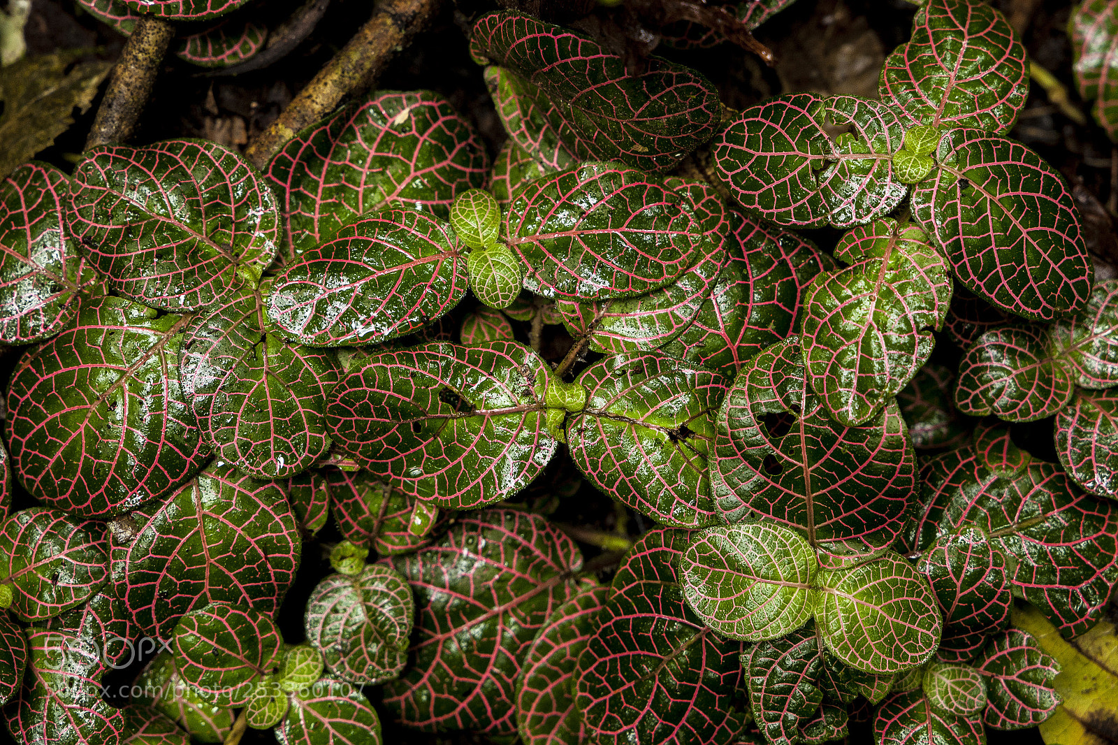 Canon EOS 5D Mark II sample photo. Yasuni national park photography