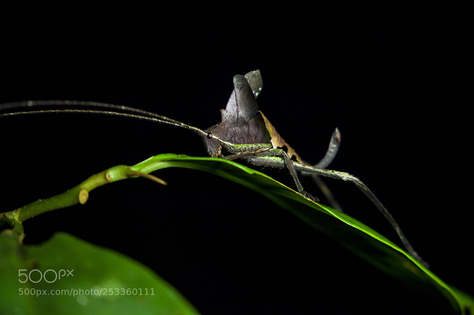 Canon EOS 5D Mark II sample photo. Grasshopper, yasuni national park photography