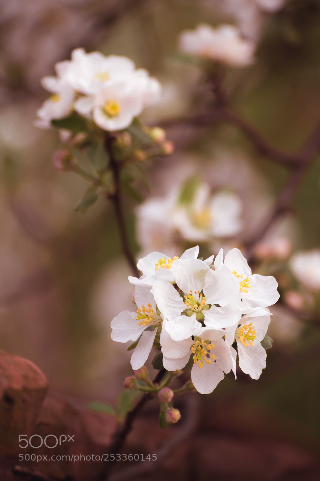 Nikon D3100 sample photo. Spring flower photography