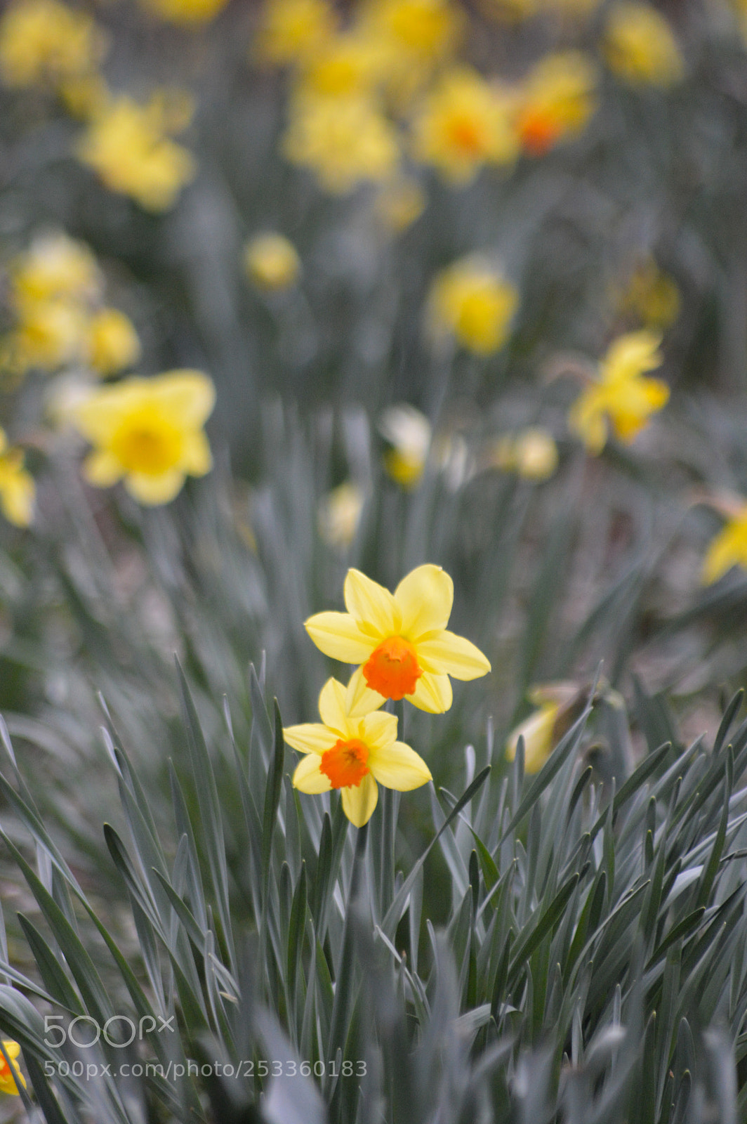 Nikon D3200 sample photo. Daffodills photography