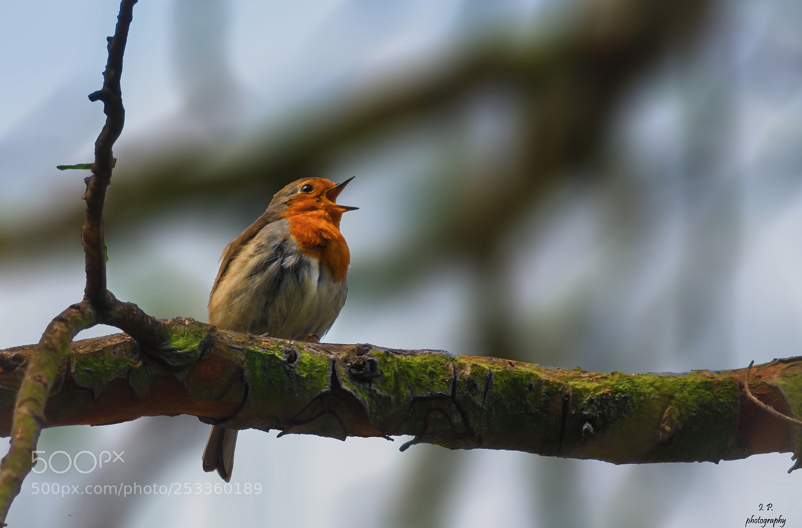 Nikon D7200 sample photo. European robin photography
