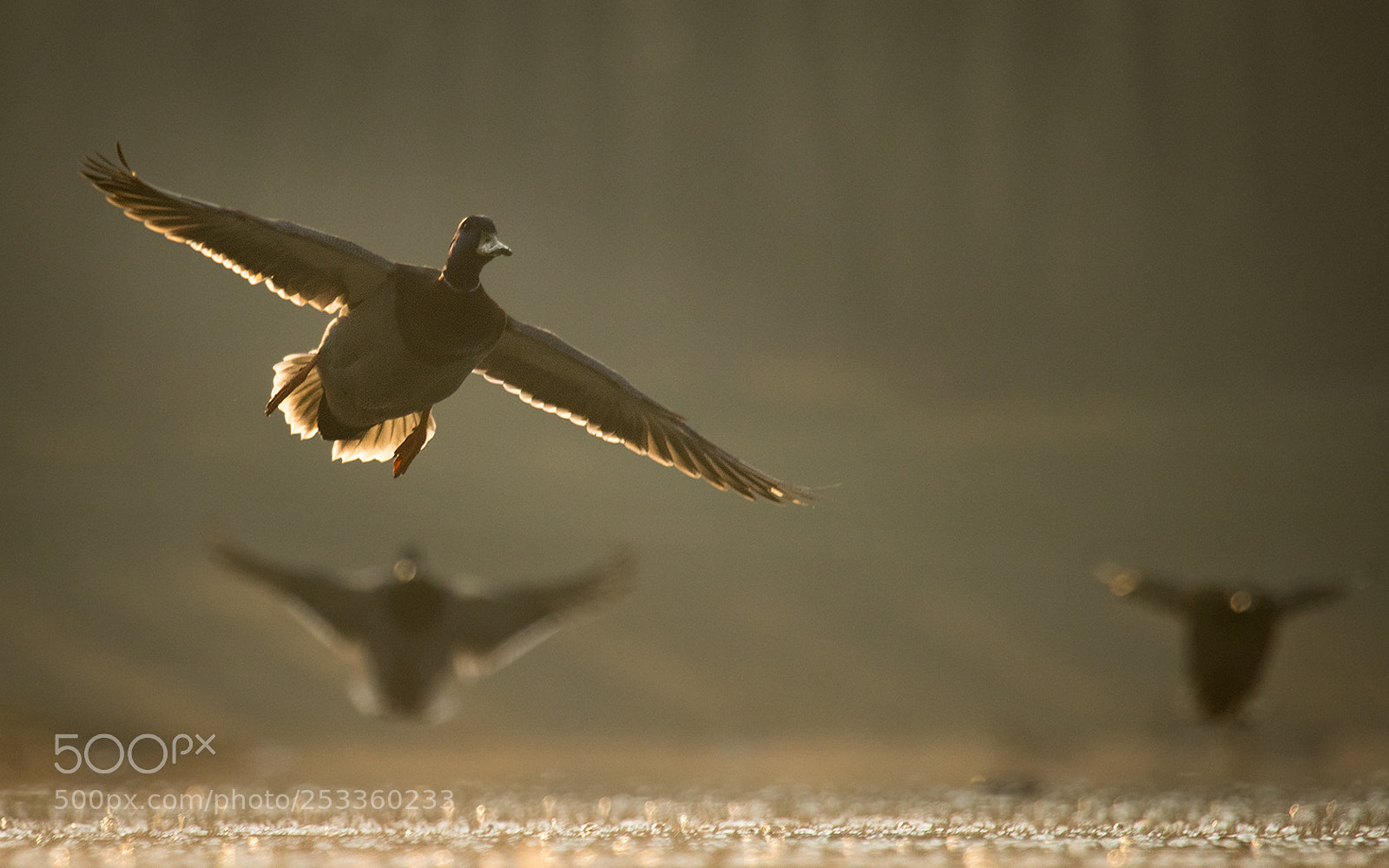 Canon EOS 7D Mark II sample photo. Ducks photography