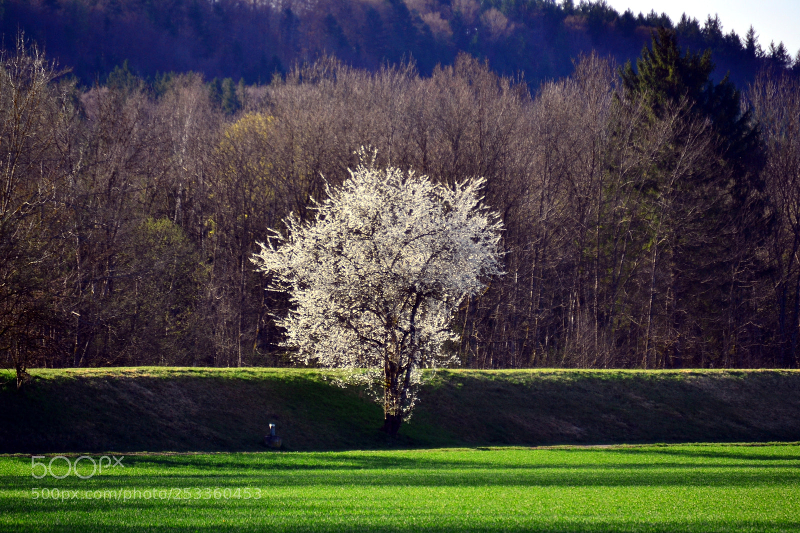 Nikon D3100 sample photo. Der baum photography