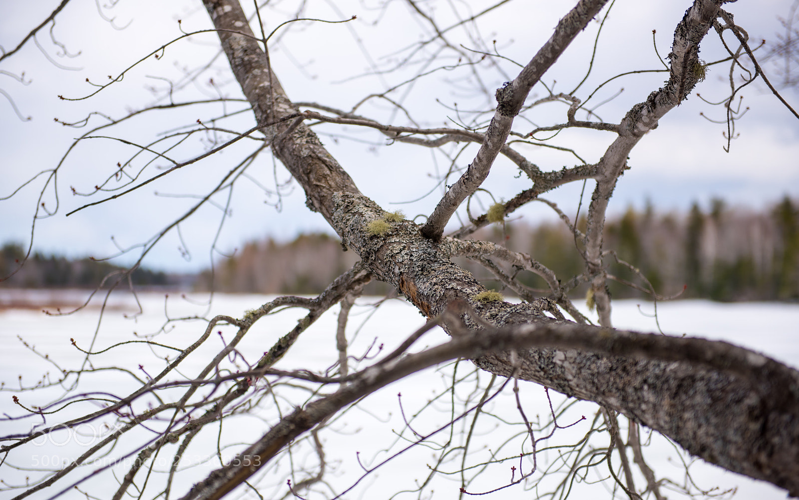 Nikon D810 sample photo. April 2018 photography