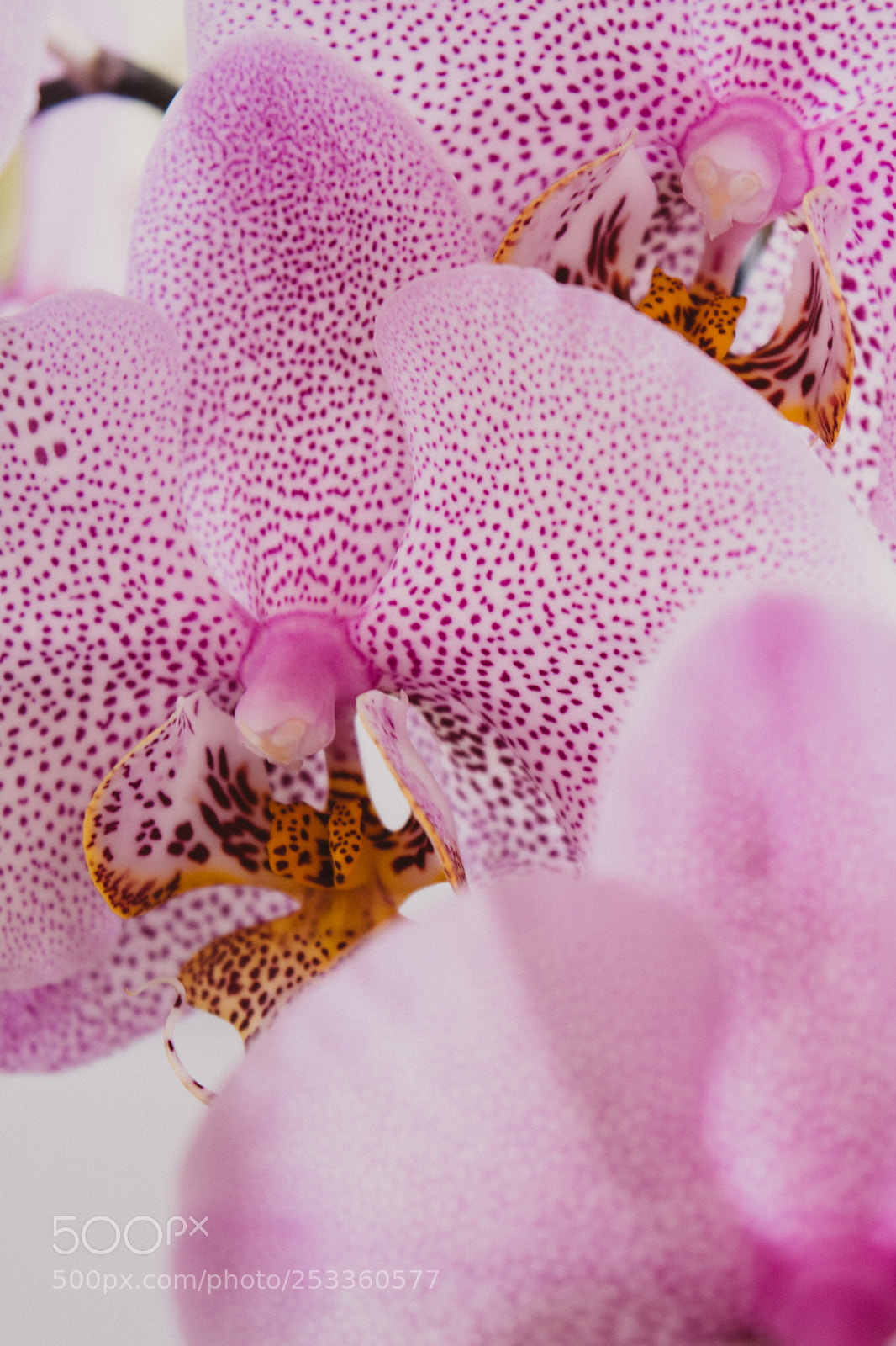 Nikon D5200 sample photo. Orchids ii photography