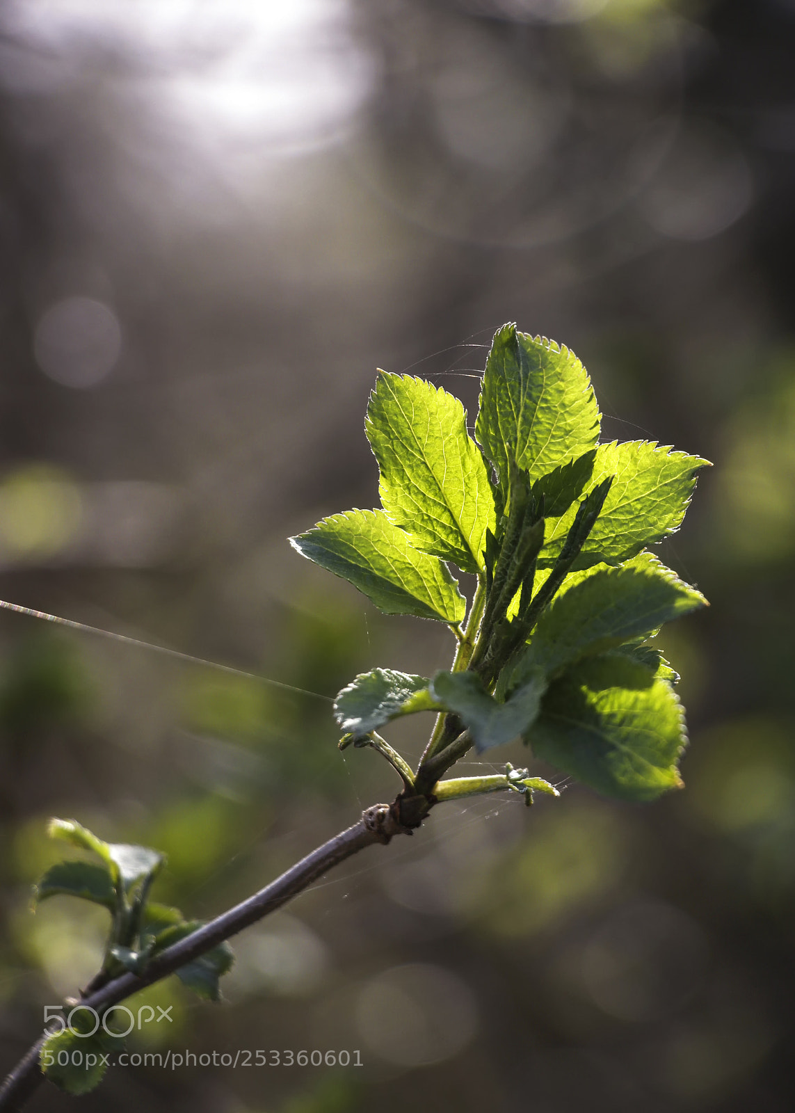 Canon EOS 80D sample photo. Spring photography