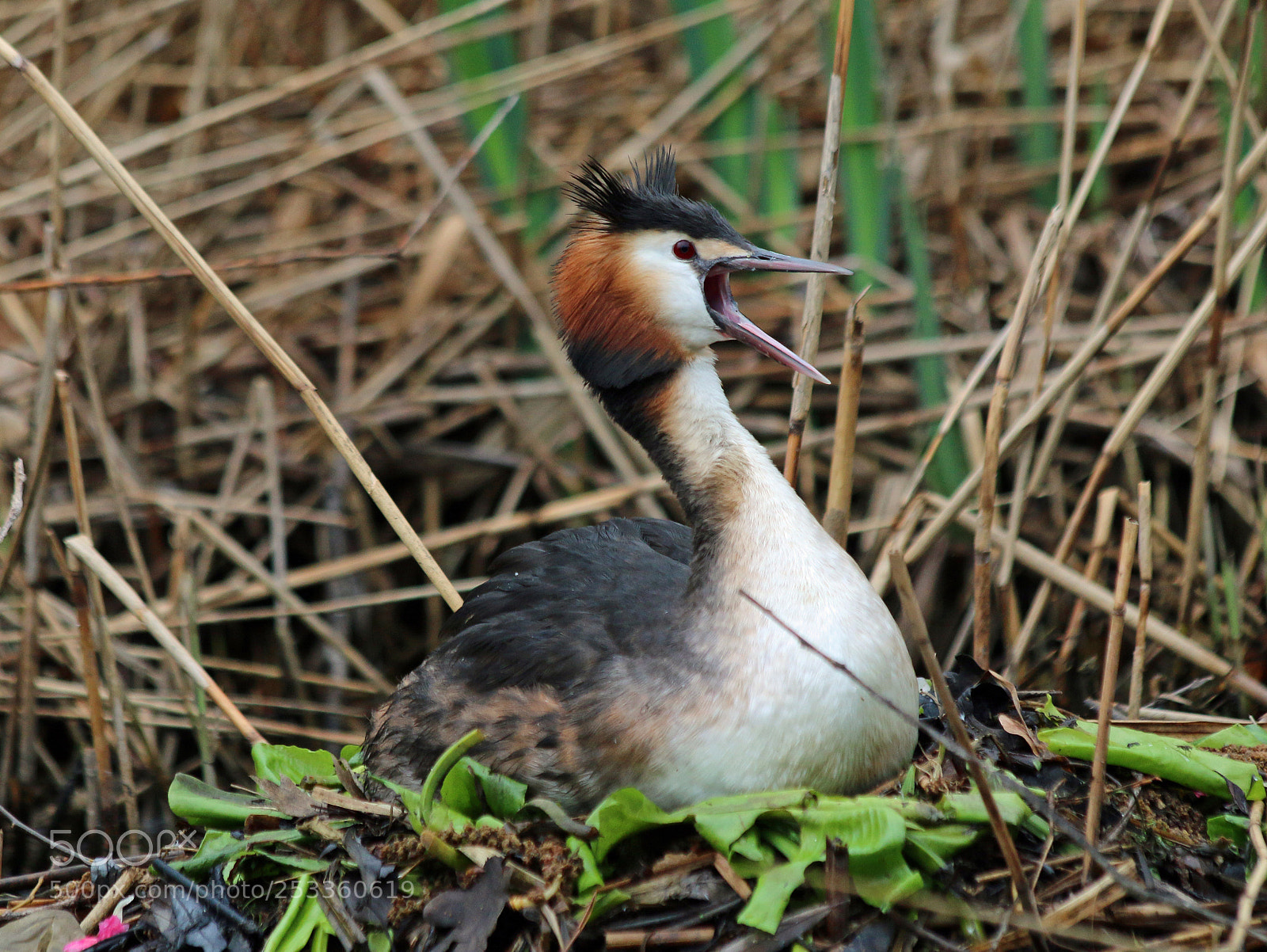 Canon EOS 70D sample photo. Grebe photography