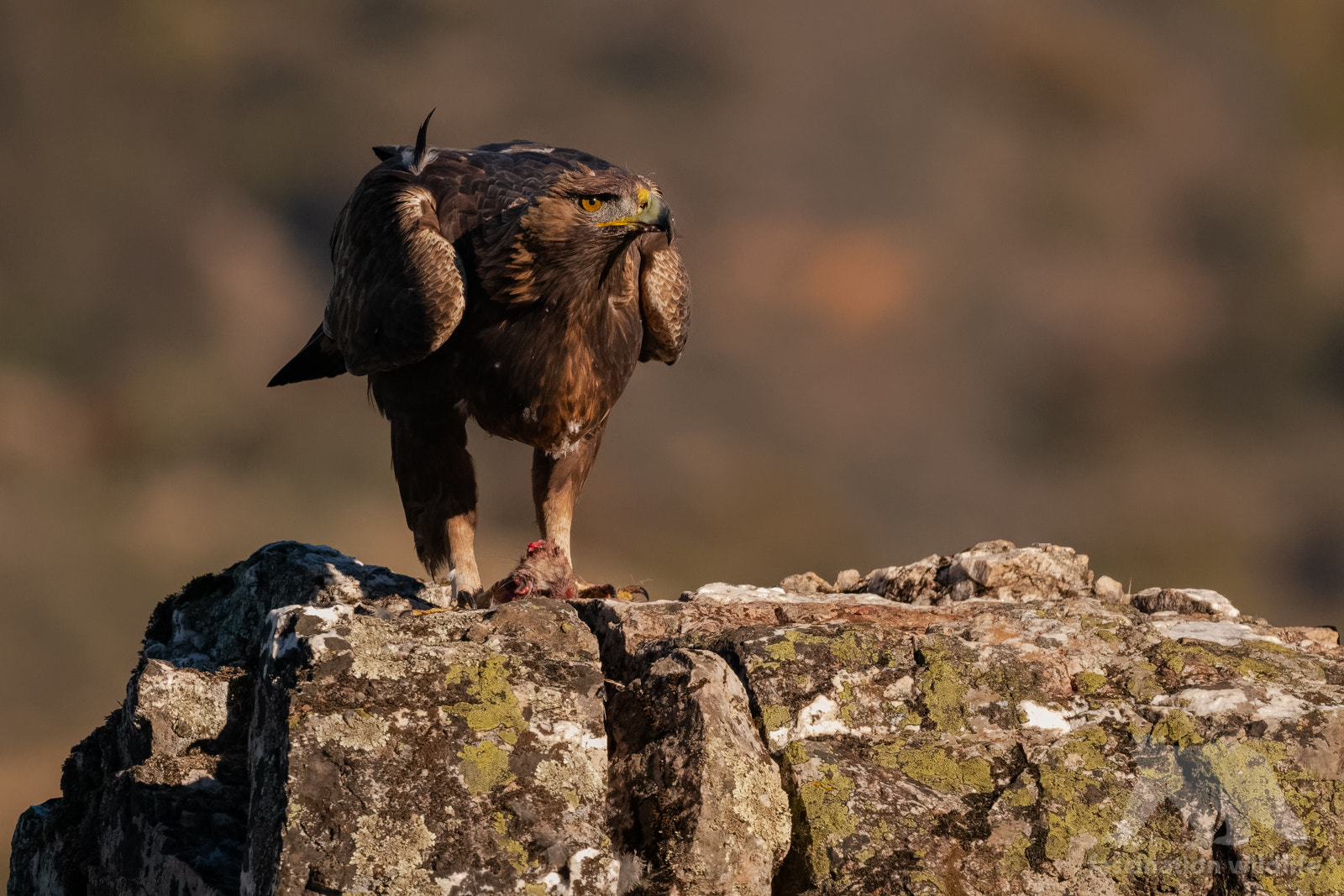 Nikon D850 + Sigma 150-600mm F5-6.3 DG OS HSM | S sample photo. Golden eagle photography