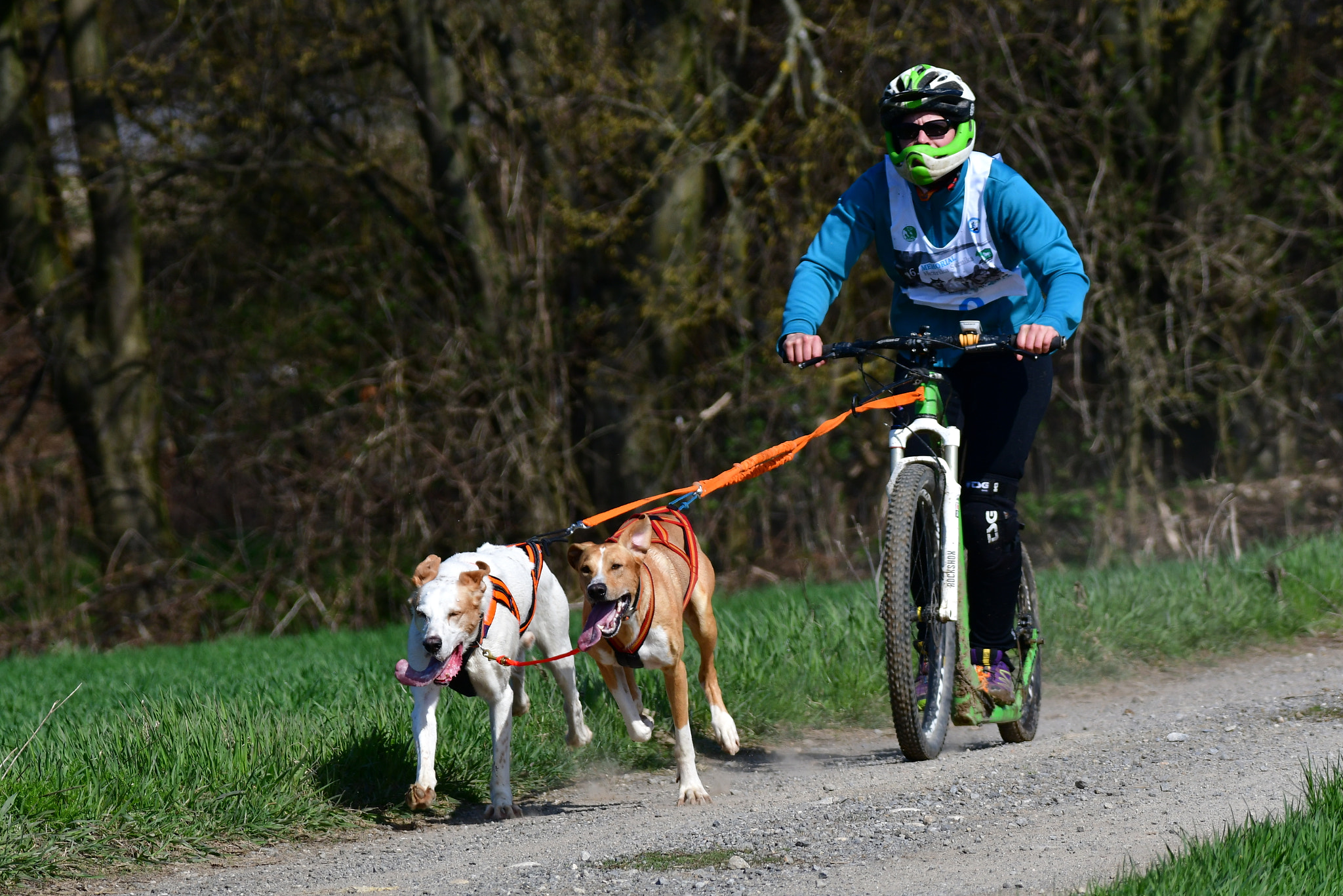 Nikon AF-S Nikkor 200-500mm F5.6E ED VR sample photo. From the competition of towed dogs photography