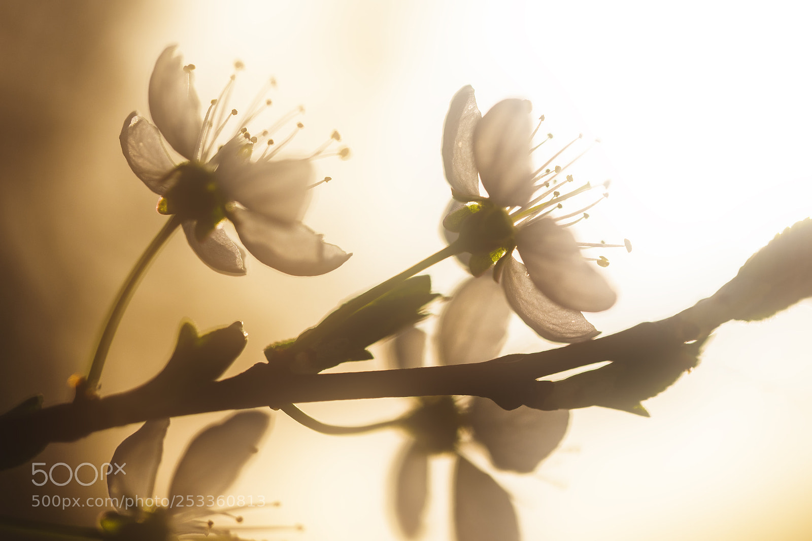 Fujifilm X-T1 sample photo. * photography