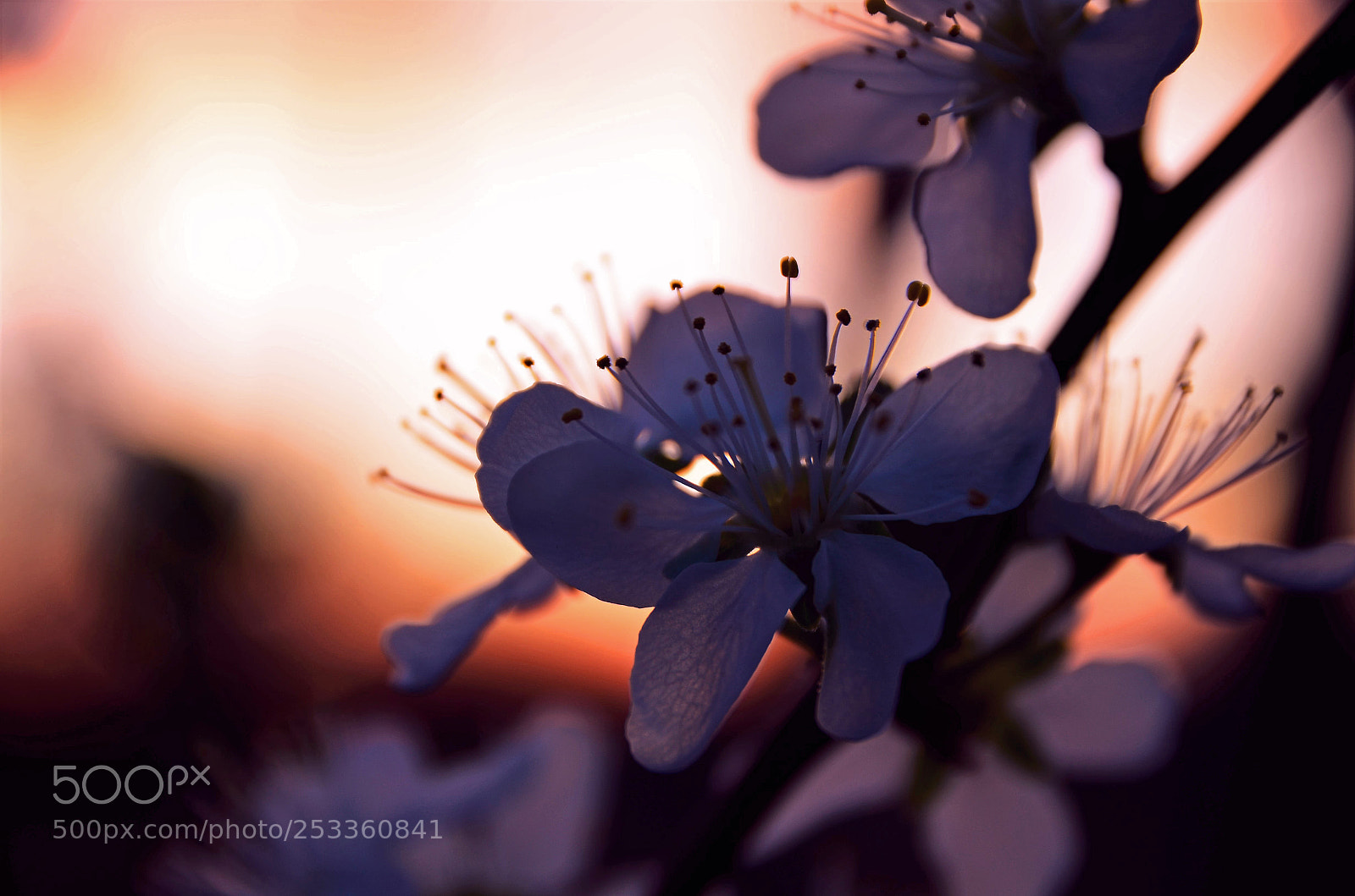Nikon D5100 sample photo. Flower silhouette photography