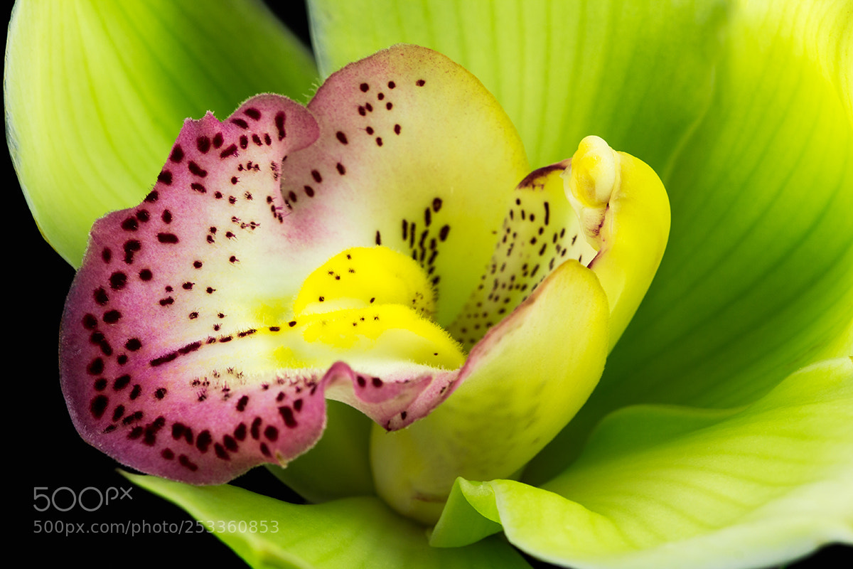 Canon EOS 60D sample photo. Boat orchid photography