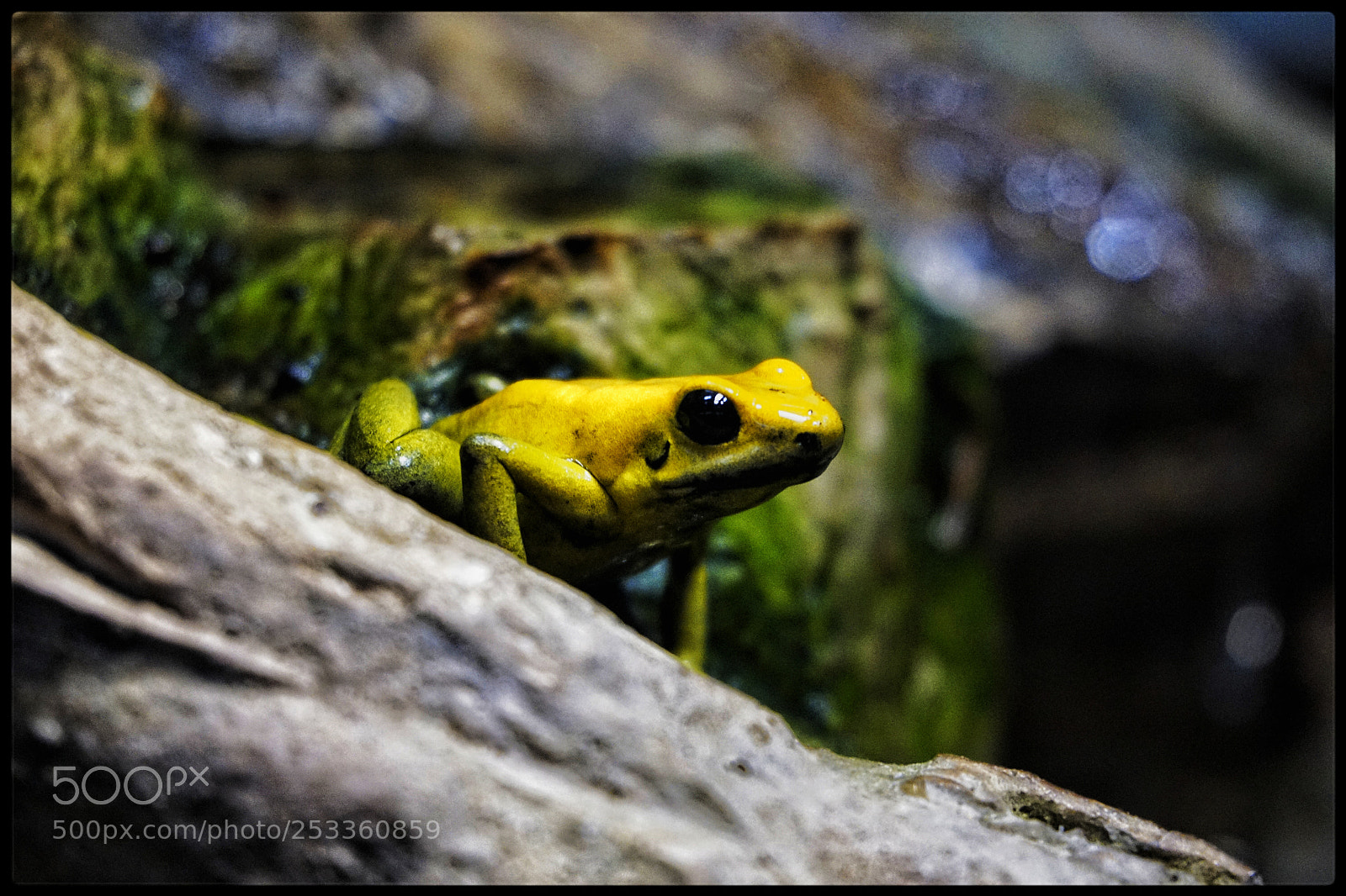 Sony a6000 sample photo. Frog photography