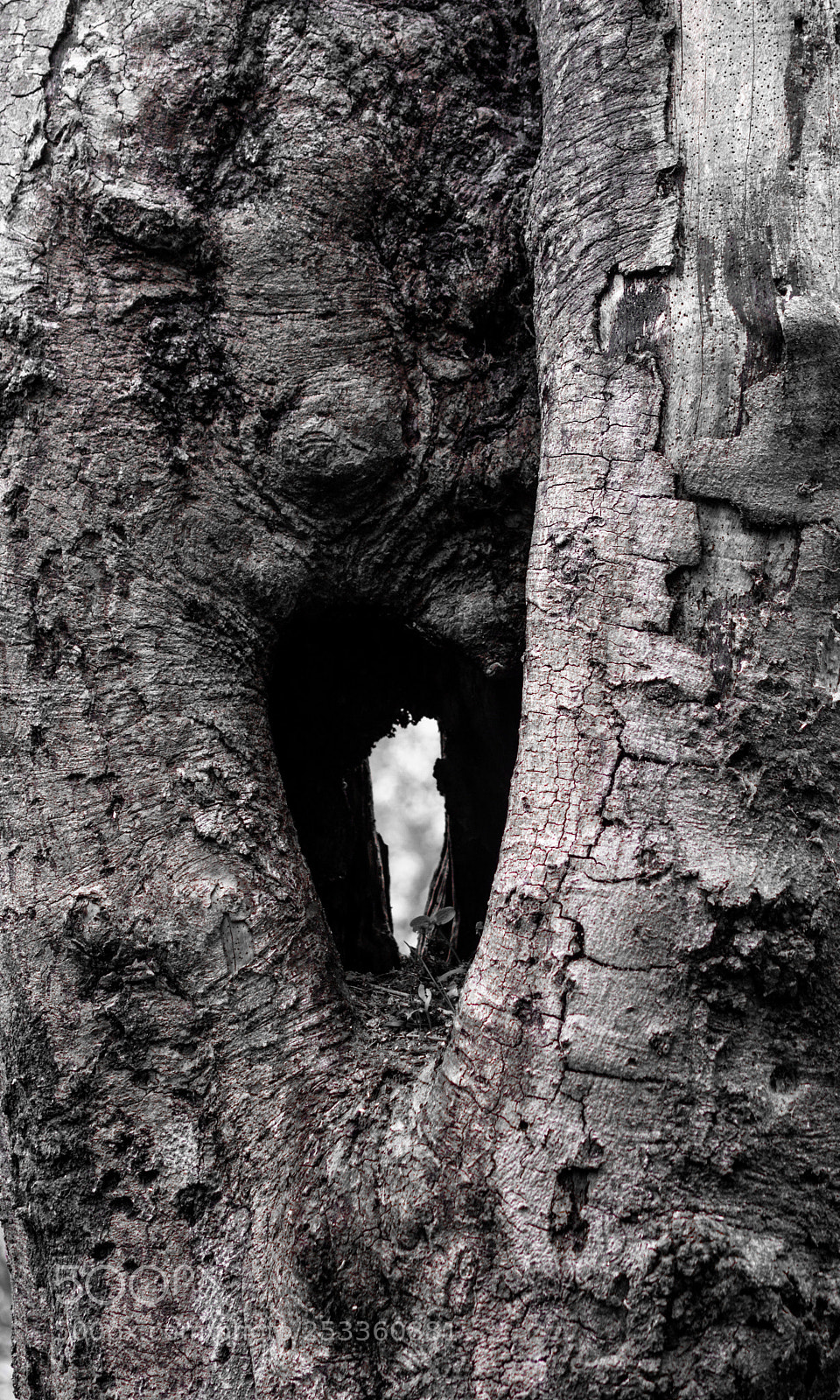 Nikon D3200 sample photo. Tree spirit photography