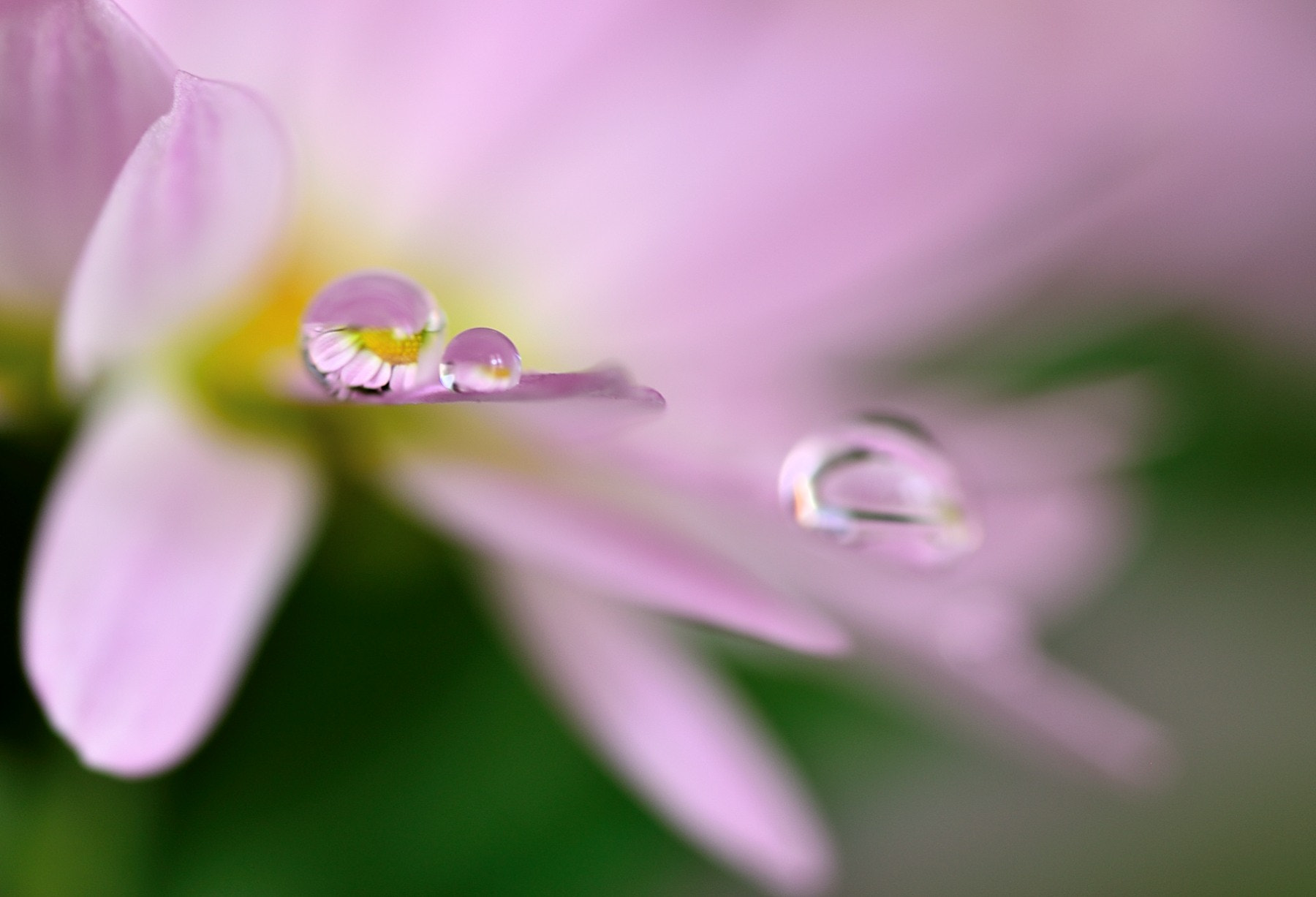 Sigma 105mm F2.8 EX DG OS HSM sample photo. Surprise photography