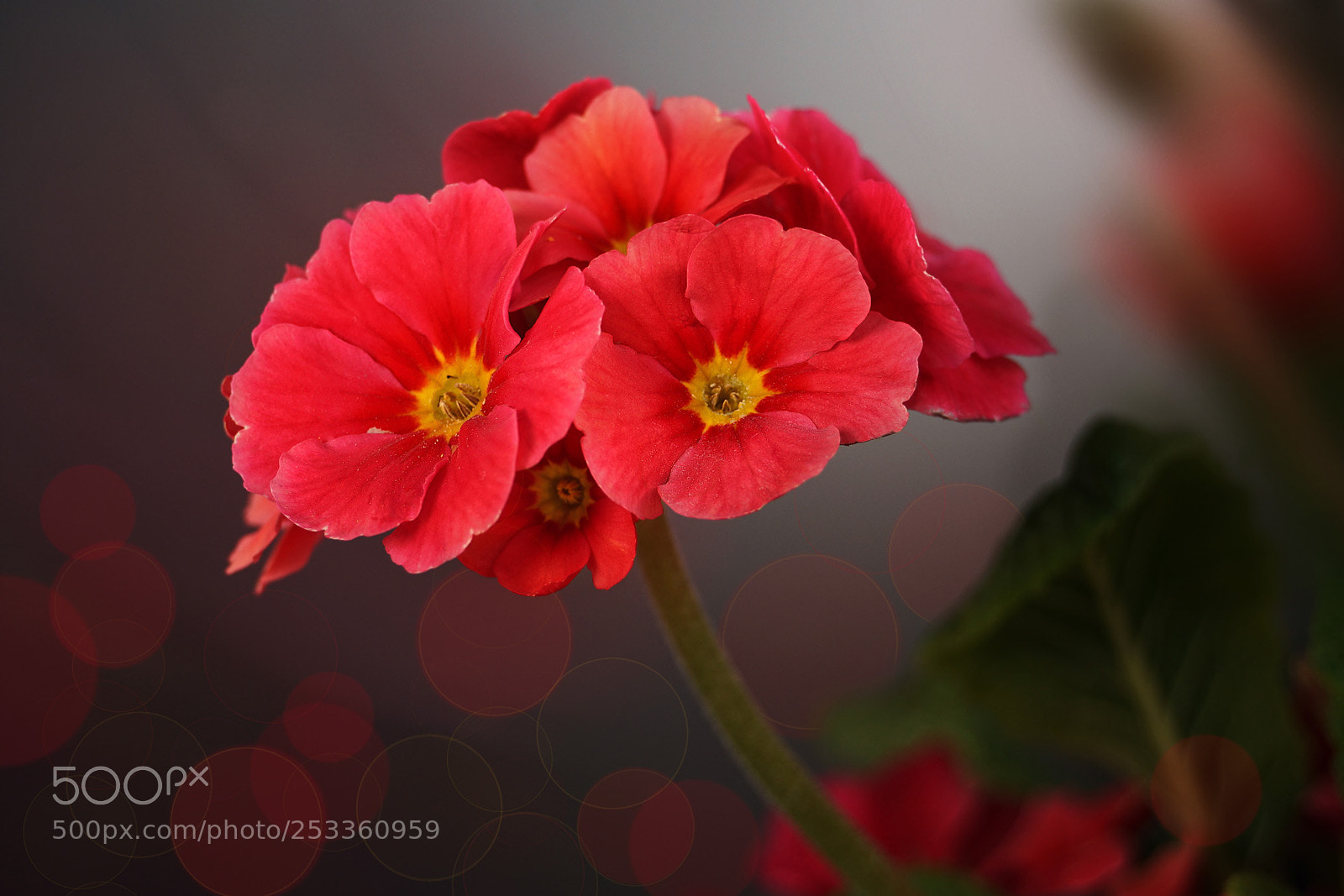 Sony a7R II sample photo. Primula photography