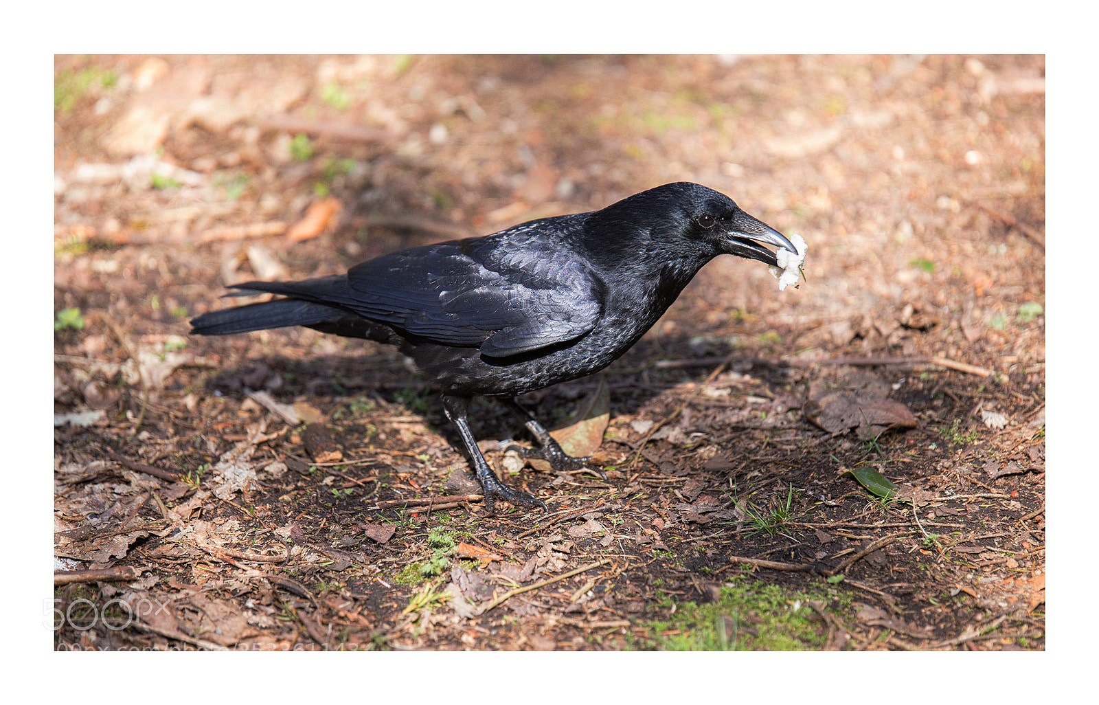 Canon EOS 6D sample photo. Black crow photography
