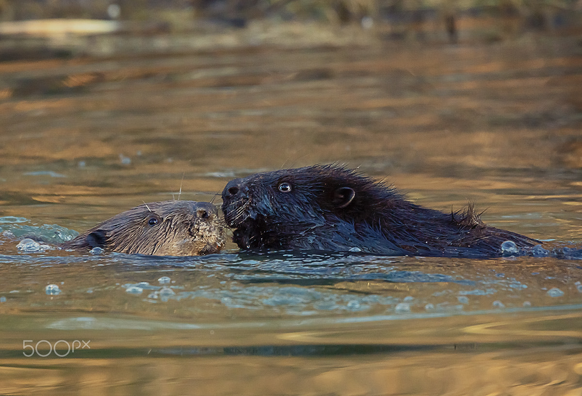 Sony SLT-A77 sample photo. Beaver tenderness photography
