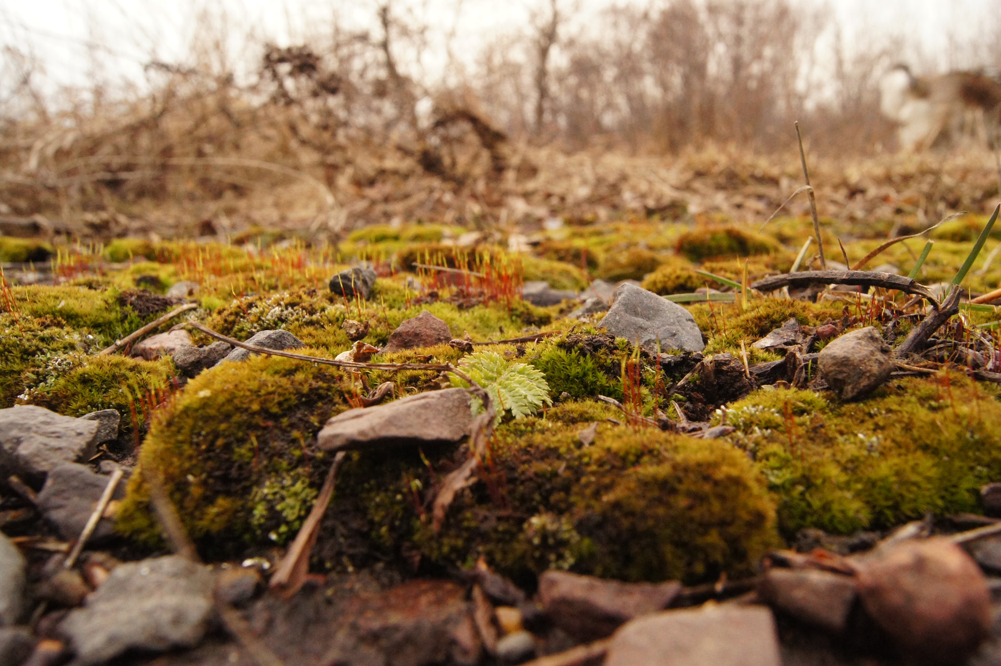 Sony SLT-A33 sample photo. Old road moss photography