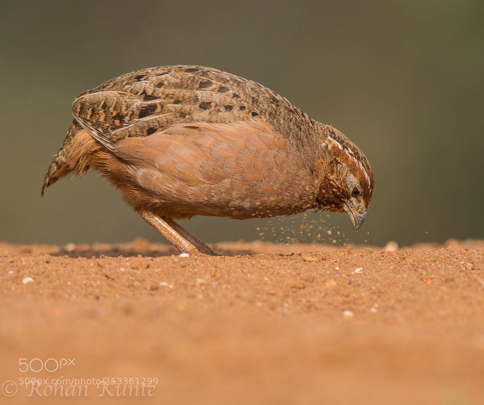 Nikon D7100 sample photo. Jungle bush quail photography