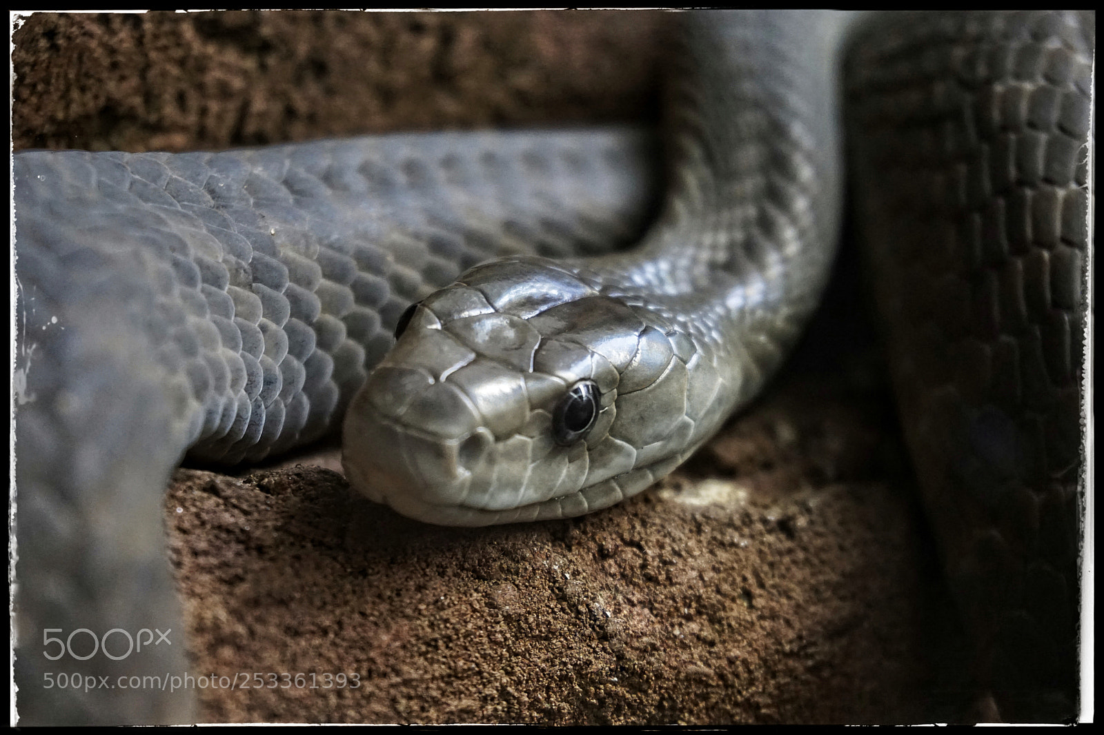 Sony a6000 sample photo. Snake photography