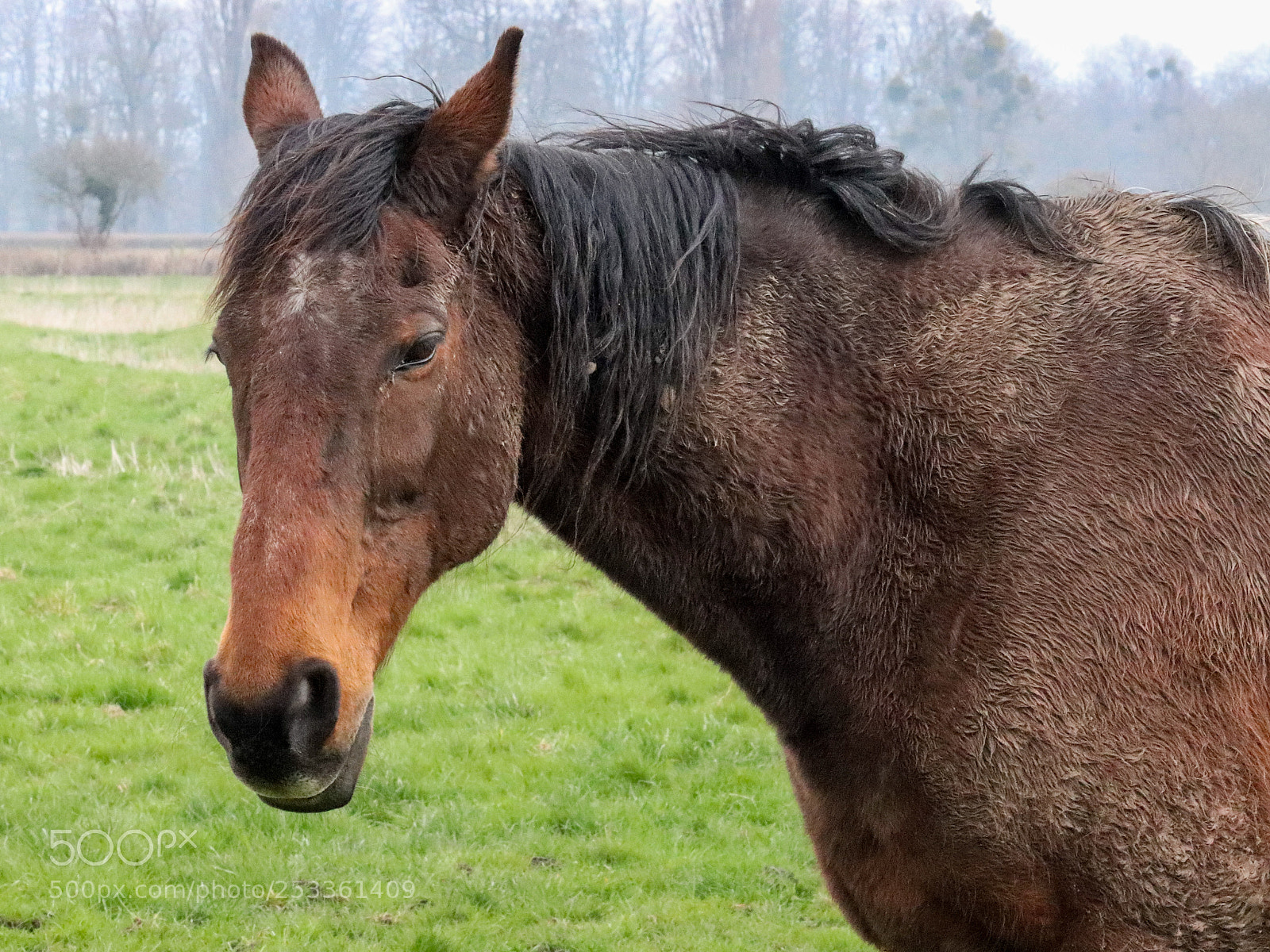 Canon EOS 200D (EOS Rebel SL2 / EOS Kiss X9) sample photo. Out to pasture photography