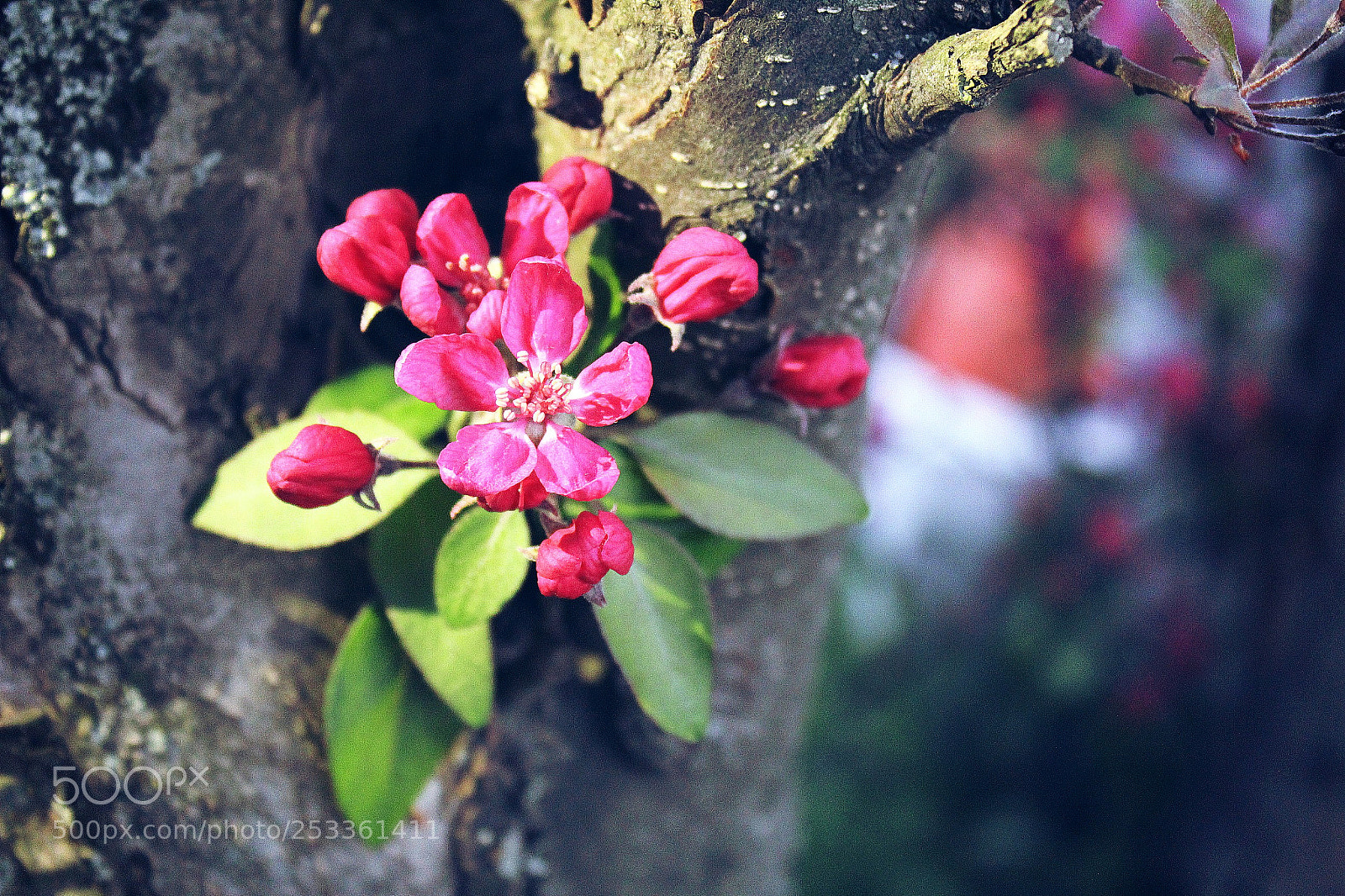 Canon EOS 1300D (EOS Rebel T6 / EOS Kiss X80) sample photo. Untitled photography