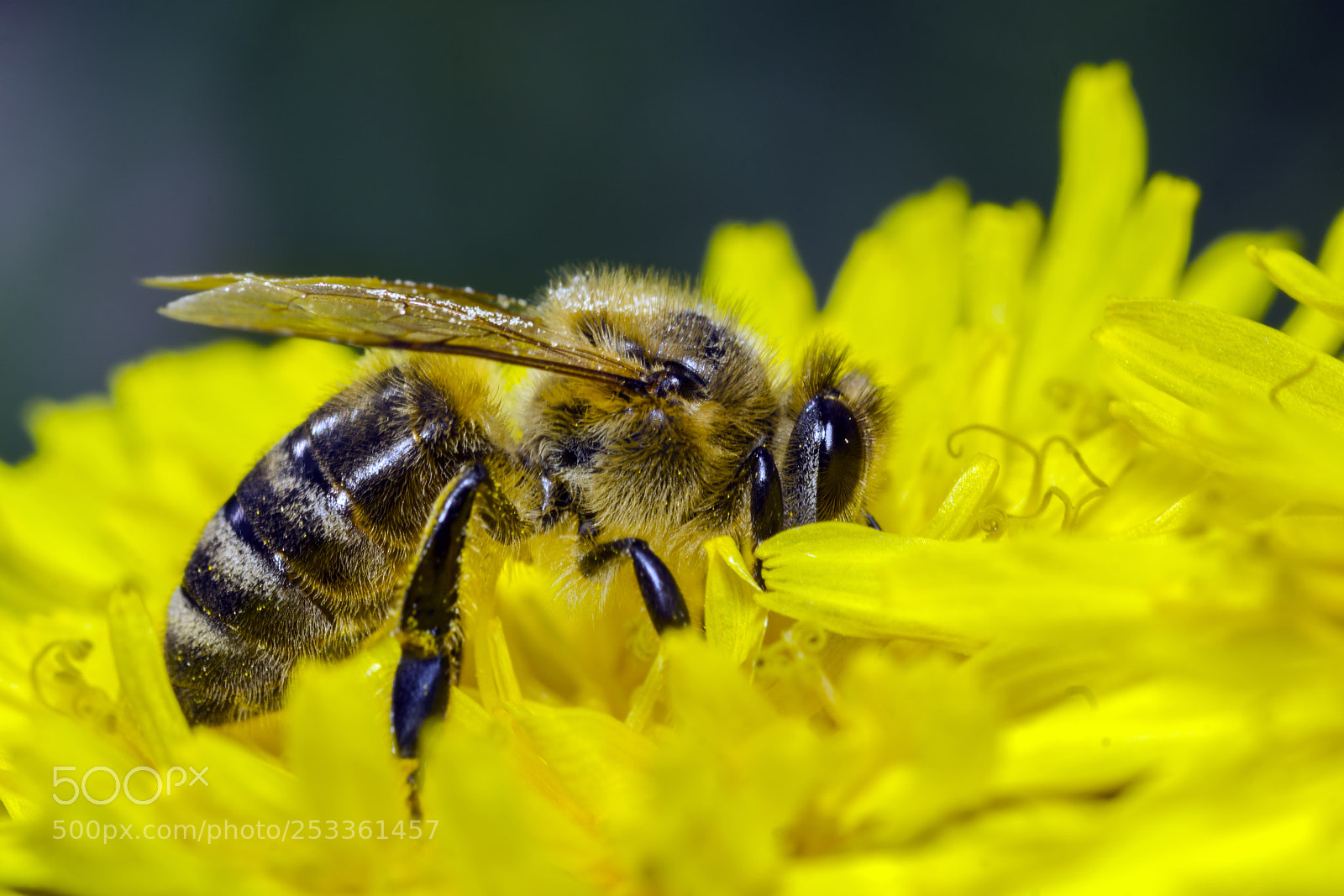 Sony a6000 sample photo. Bee 71 photography